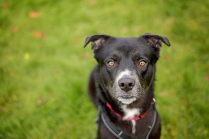 Kevin, Adult Male Labrador Retriever