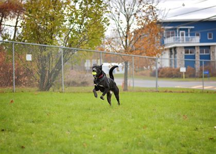 Kevin, a Adoptable mixed breed in Montrose, PA image 2/3