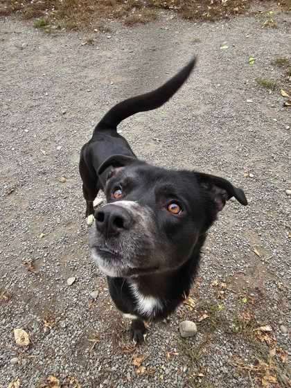 Kevin, a Adoptable mixed breed in Montrose, PA image 3/3