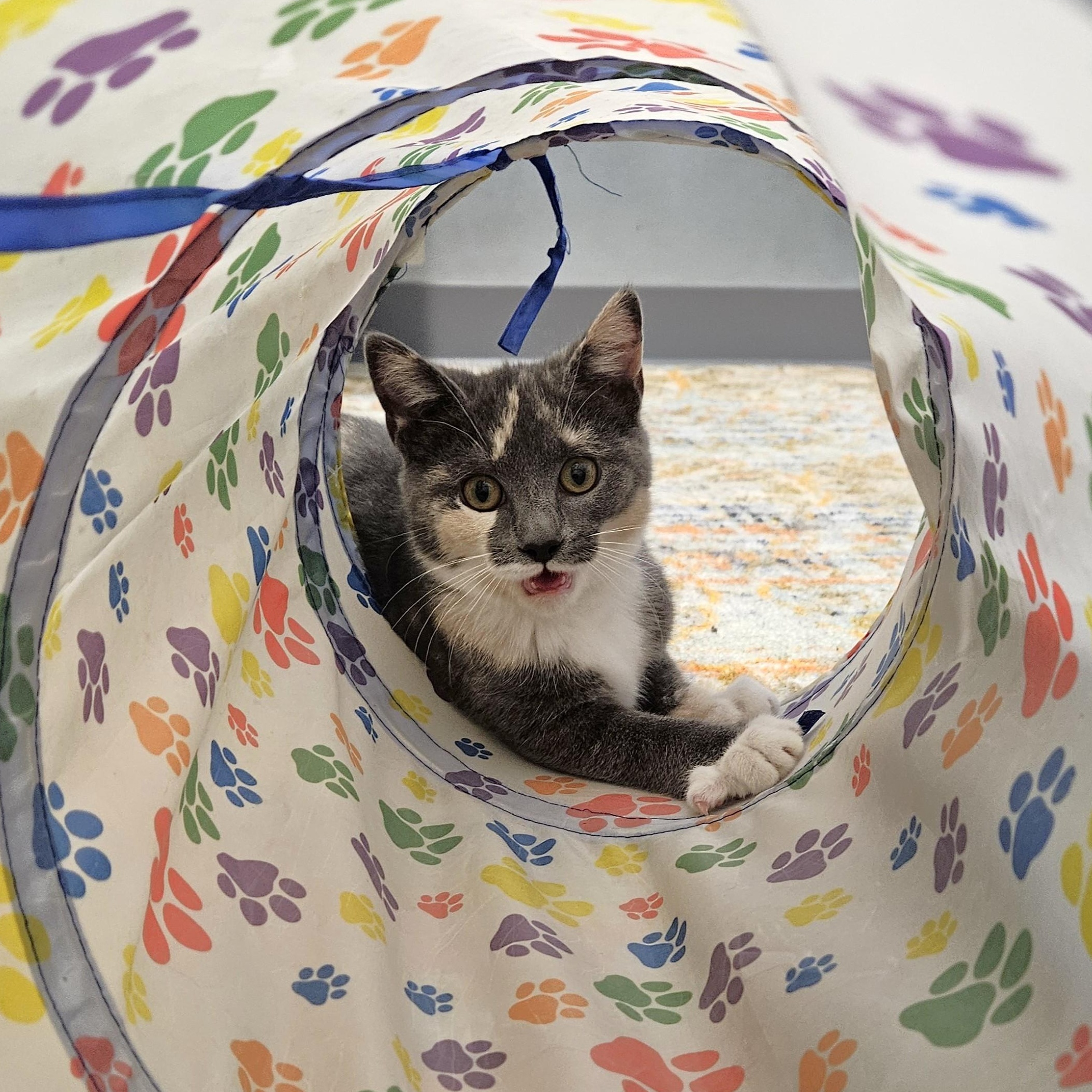 Otter, an adopted Domestic Short Hair in Endicott, NY image 3/5
