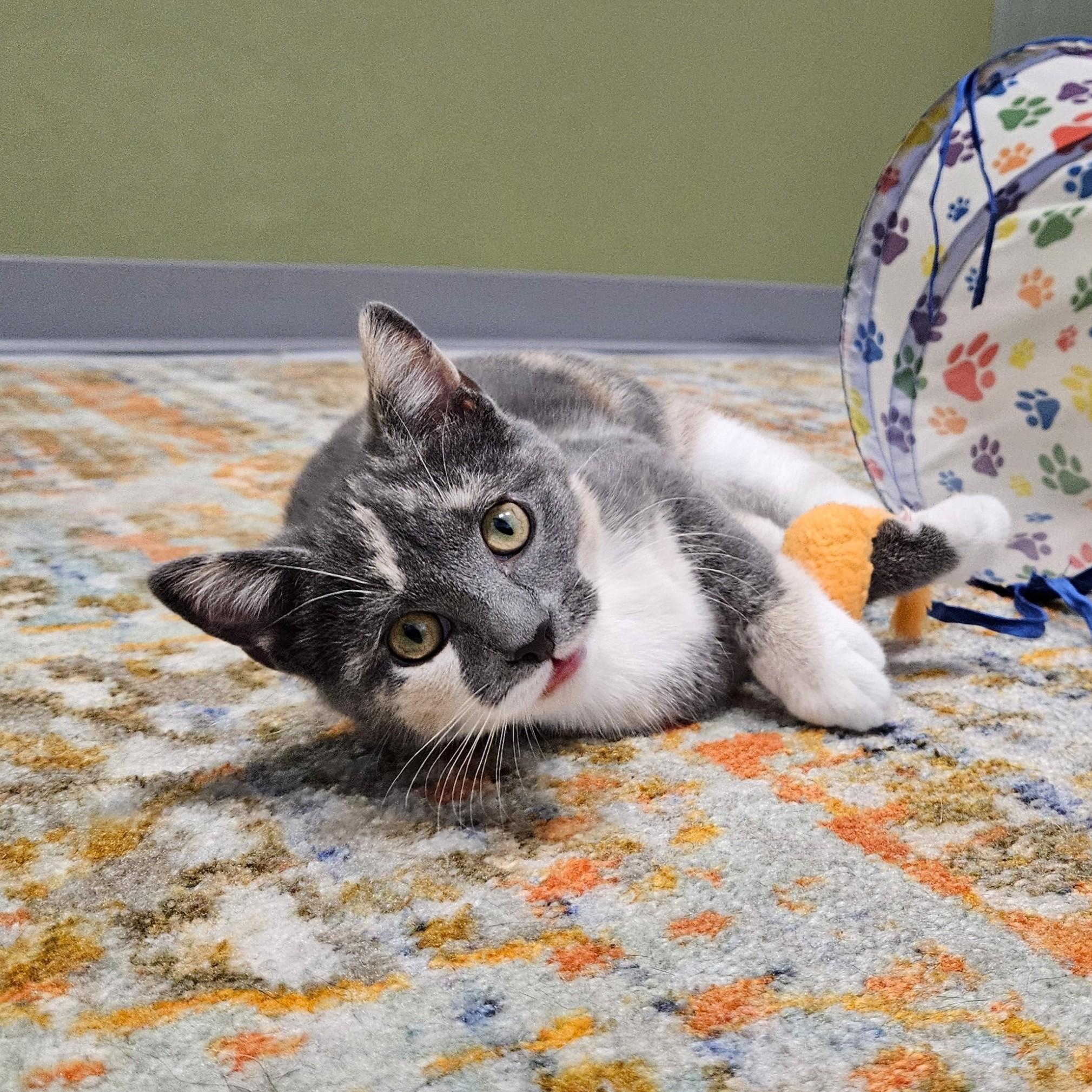 Otter, an adopted Domestic Short Hair in Endicott, NY image 4/5
