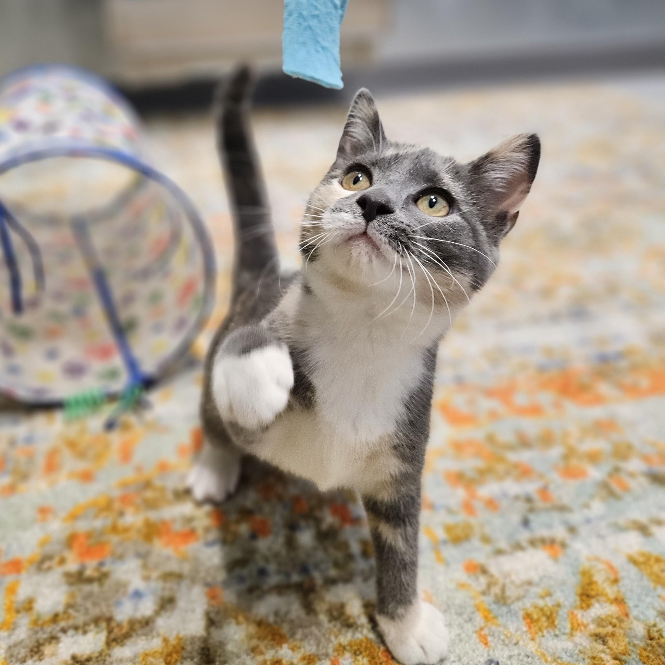 Otter, an adopted Domestic Short Hair in Endicott, NY image 2/5