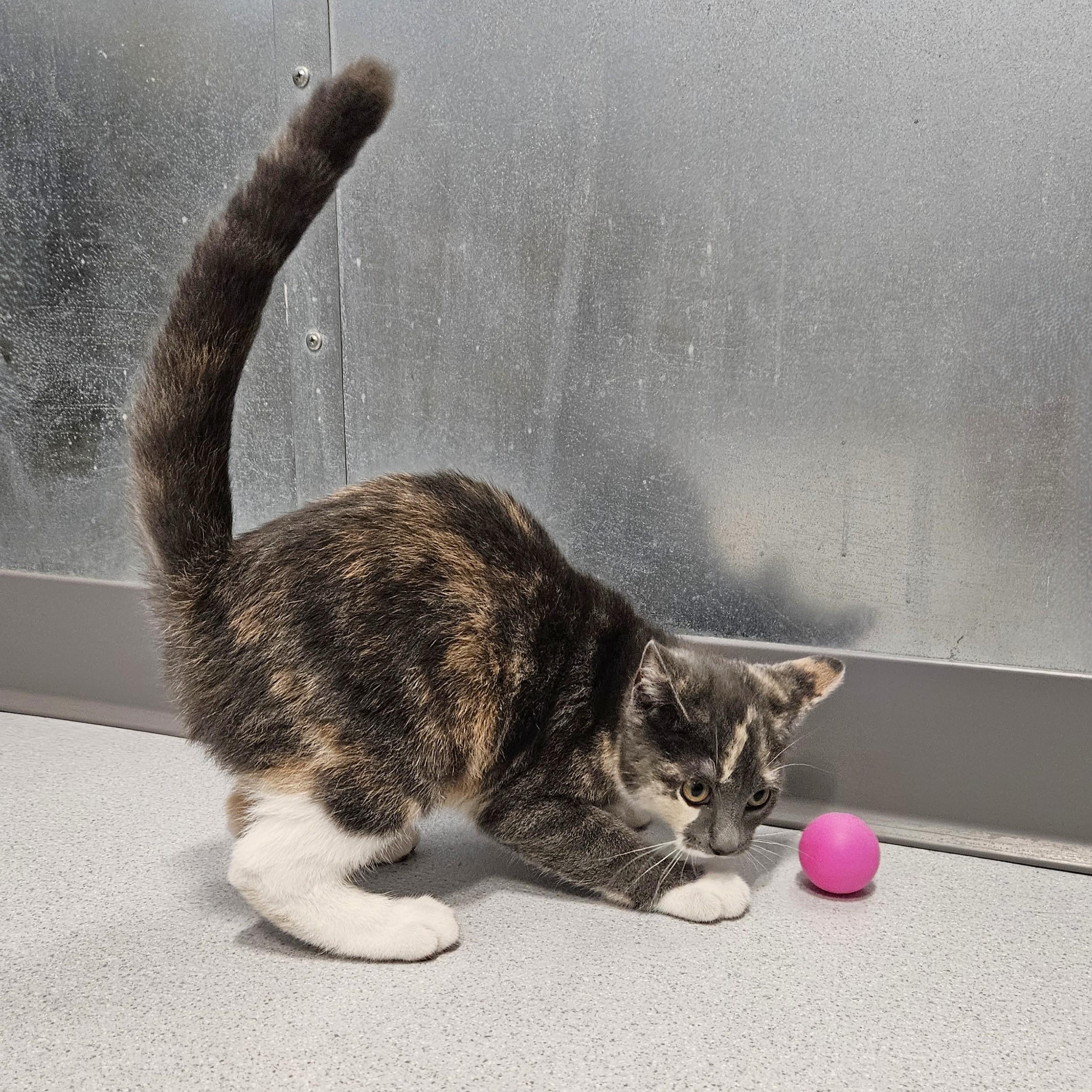 Otter, an adopted Domestic Short Hair in Endicott, NY image 5/5