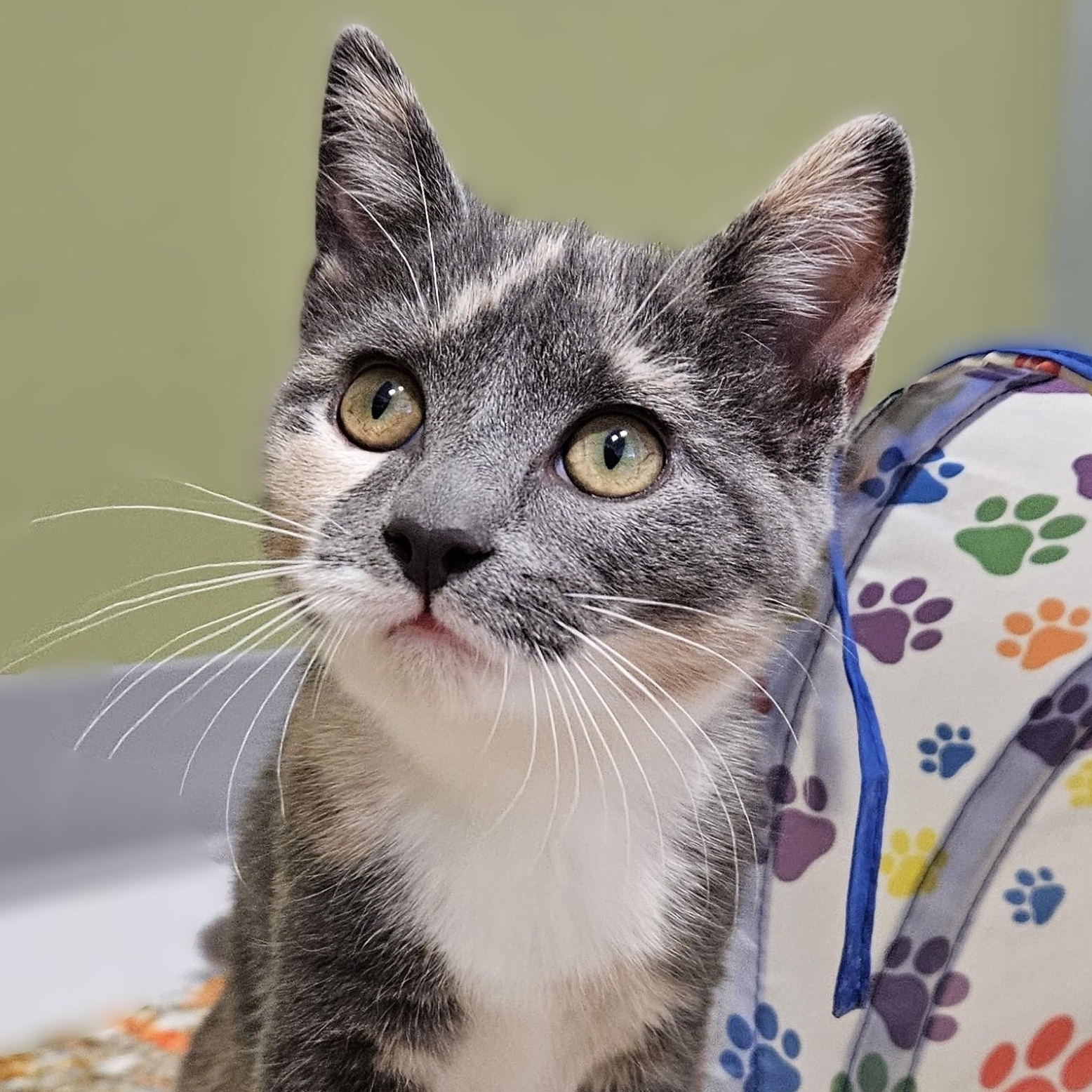 Otter, adopted, Kitten Female Domestic Short Hair.