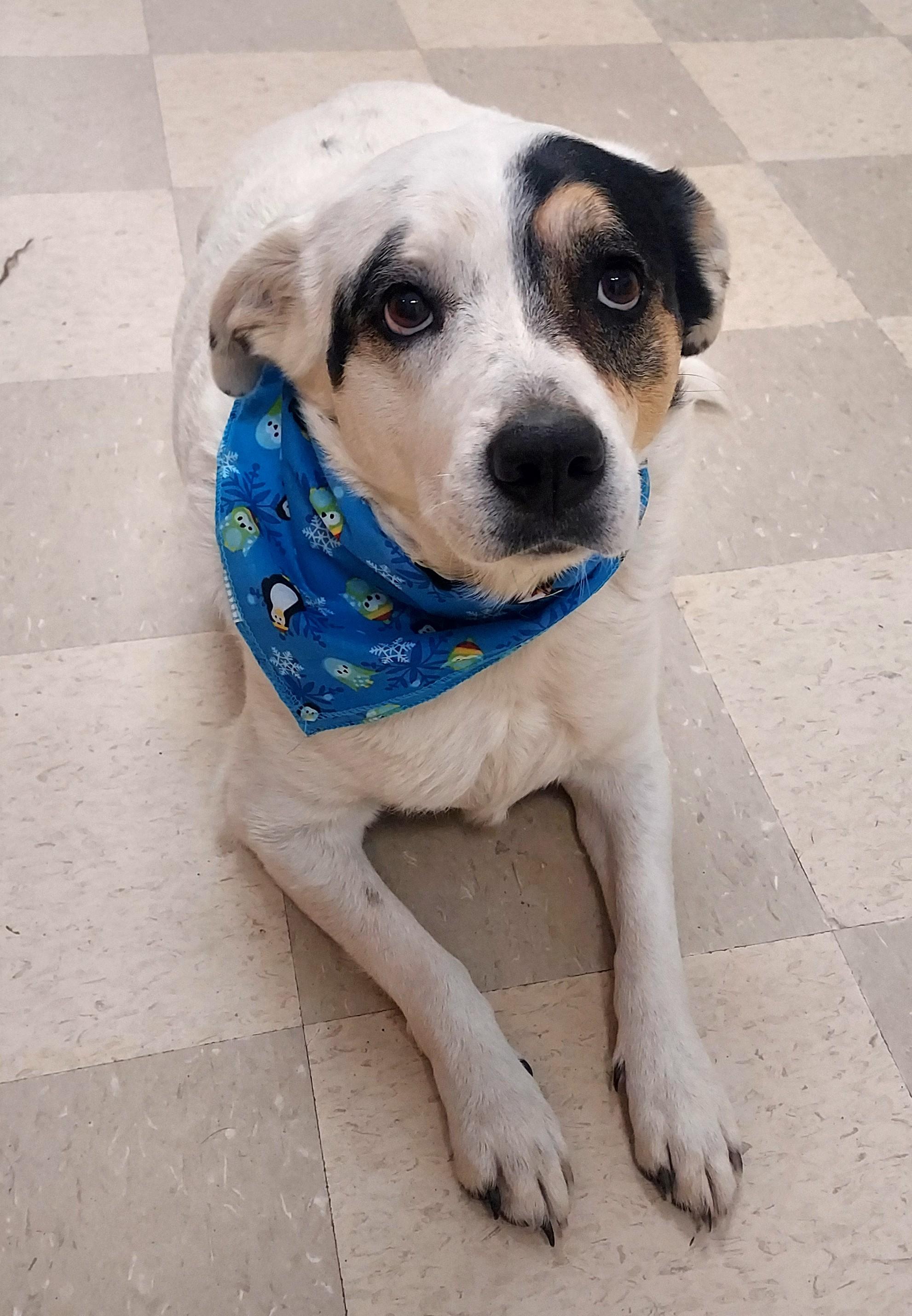 Daisy, Adoptable, Adult Female Border Collie.