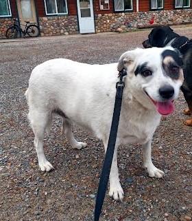 Daisy, a Adoptable mixed breed in Libby, MT image 3/5