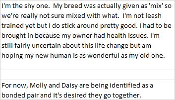 Daisy, a Adoptable mixed breed in Libby, MT image 4/5