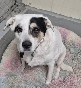 Daisy, a Adoptable mixed breed in Libby, MT image 1/5