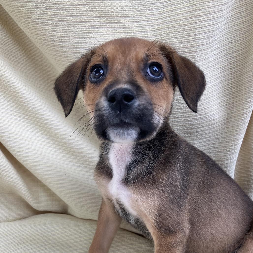 Enlarge Kevin from IT, a Adoptable Mixed Breed in Pulaski, TN image 1/5