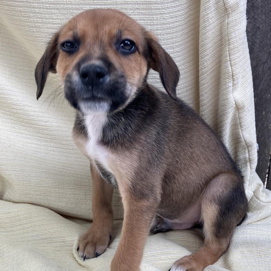 Enlarge Kevin from IT, a Adoptable Mixed Breed in Pulaski, TN image 2/5