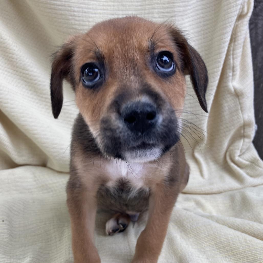 Enlarge Kevin from IT, a Adoptable Mixed Breed in Pulaski, TN image 3/5