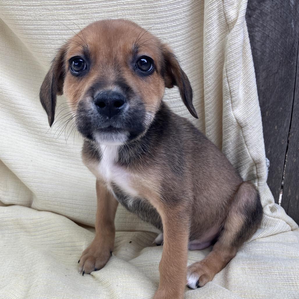 Enlarge Kevin from IT, a Adoptable Mixed Breed in Pulaski, TN image 5/5