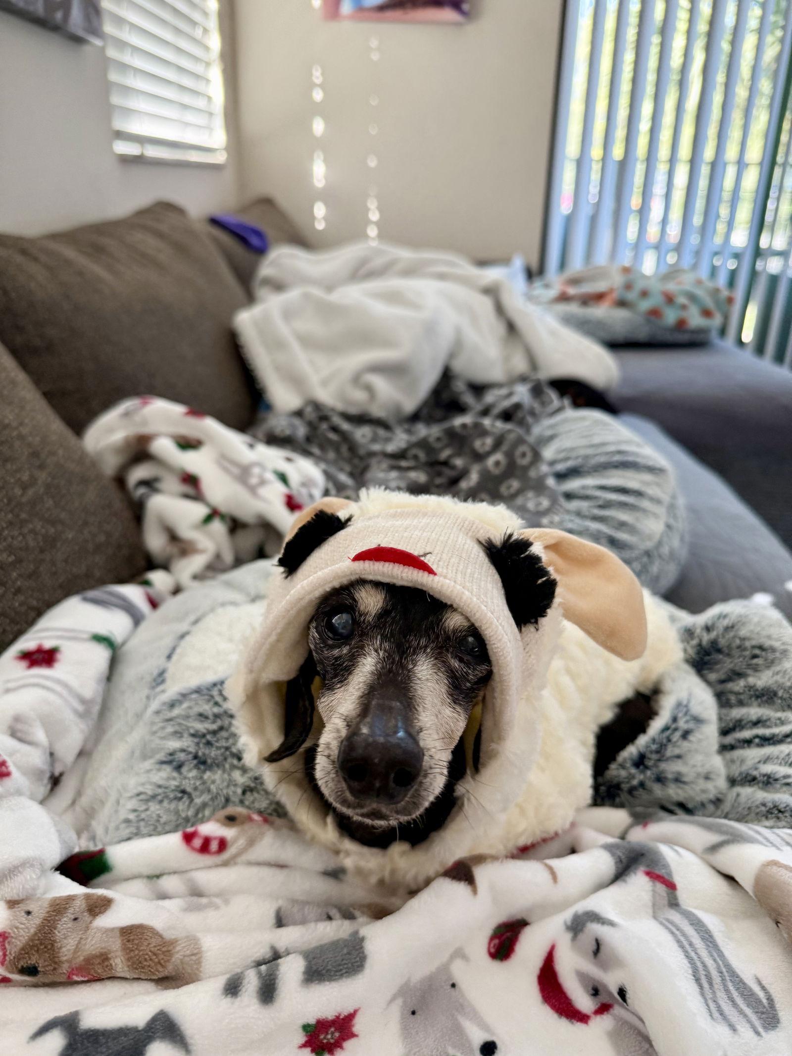 Minnie2, Adopted, Senior Female Dachshund.