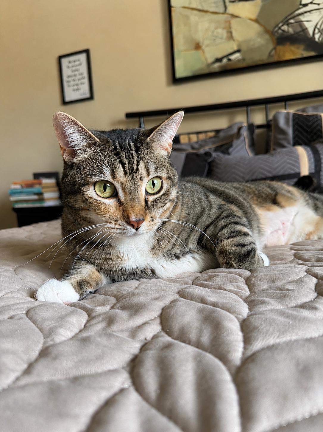 Enlarge Rue, a ADOPTABLE Domestic Short Hair in Eden Prairie, MN image 3/5