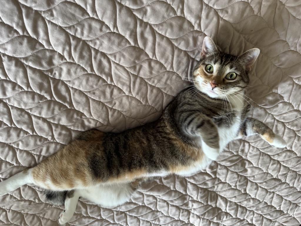 Enlarge Rue, a ADOPTABLE Domestic Short Hair in Eden Prairie, MN image 2/5