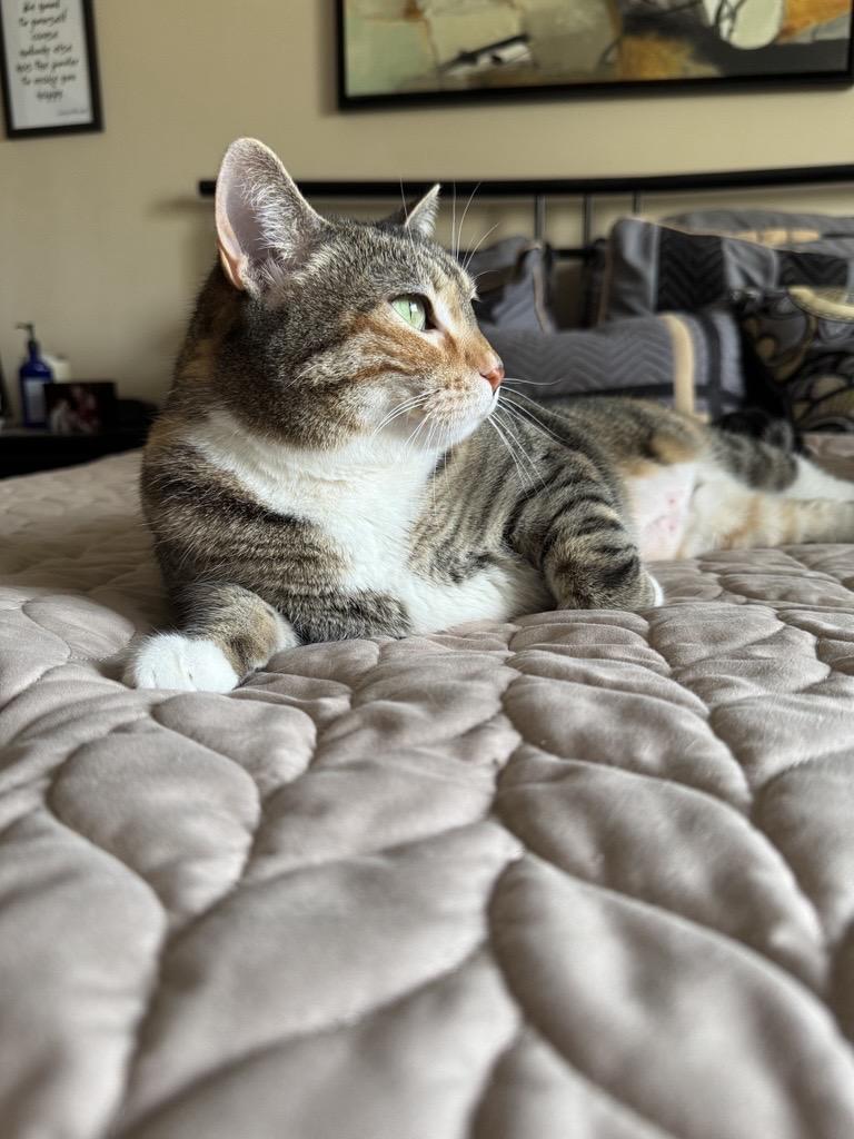 Enlarge Rue, a ADOPTABLE Domestic Short Hair in Eden Prairie, MN image 1/5