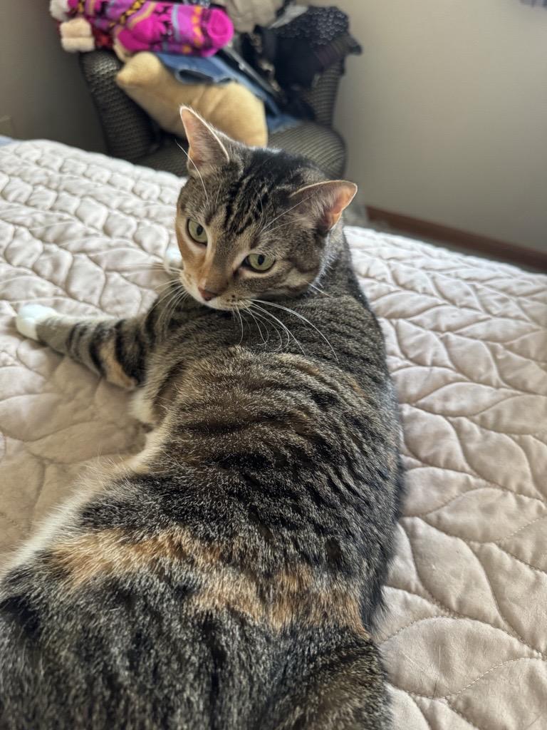 Enlarge Rue, a ADOPTABLE Domestic Short Hair in Eden Prairie, MN image 4/5