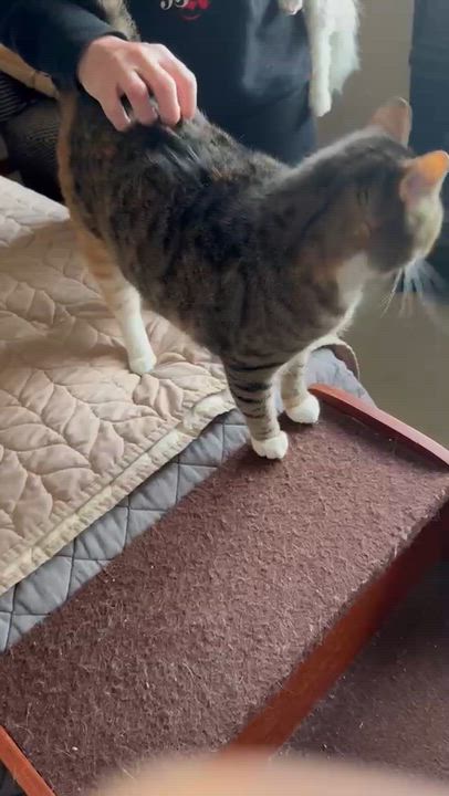 Enlarge Rue, a ADOPTABLE Domestic Short Hair in Eden Prairie, MN video 5/5