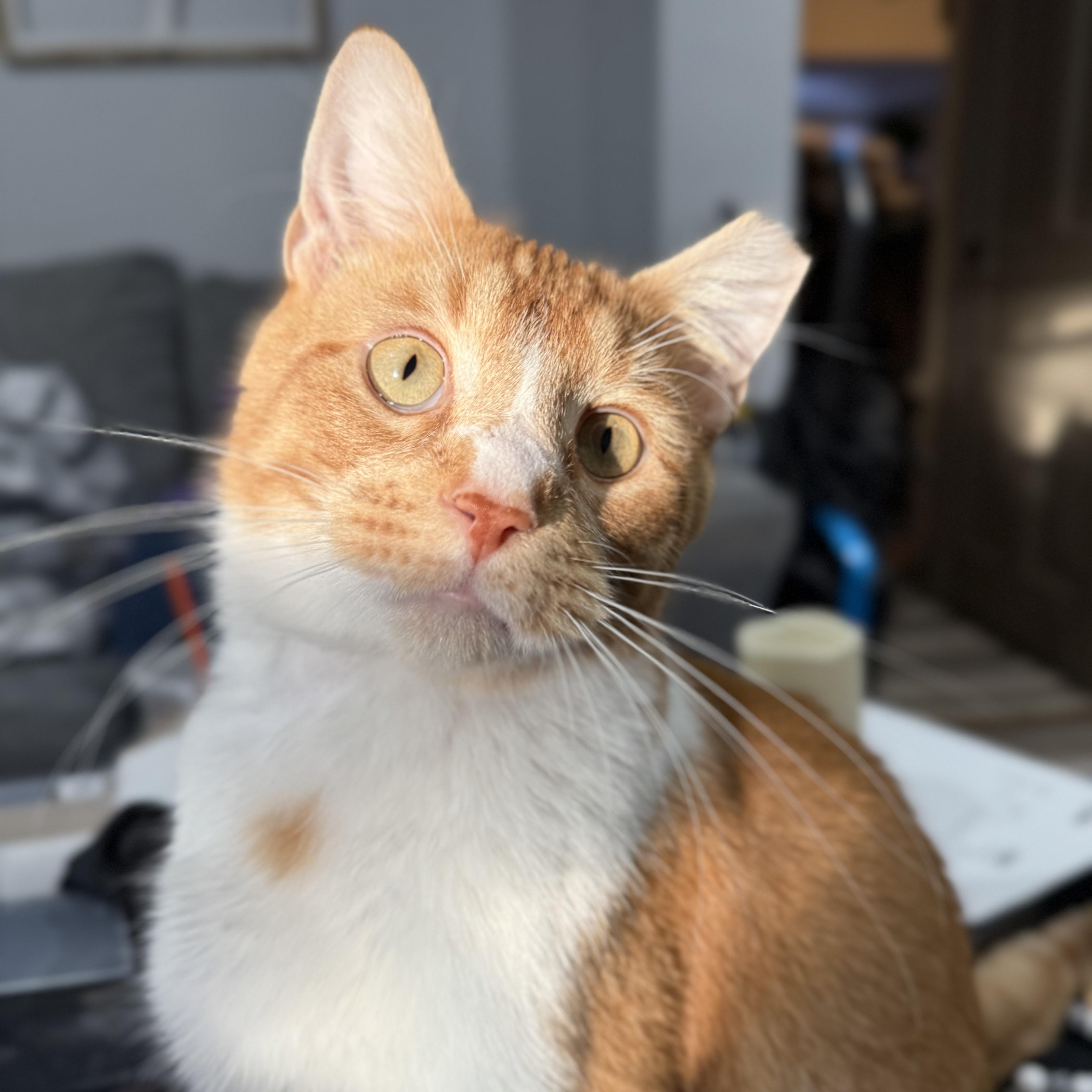 Enlarge Truman, an adoptable mixed breed in Burgettstown, PA image 3/6