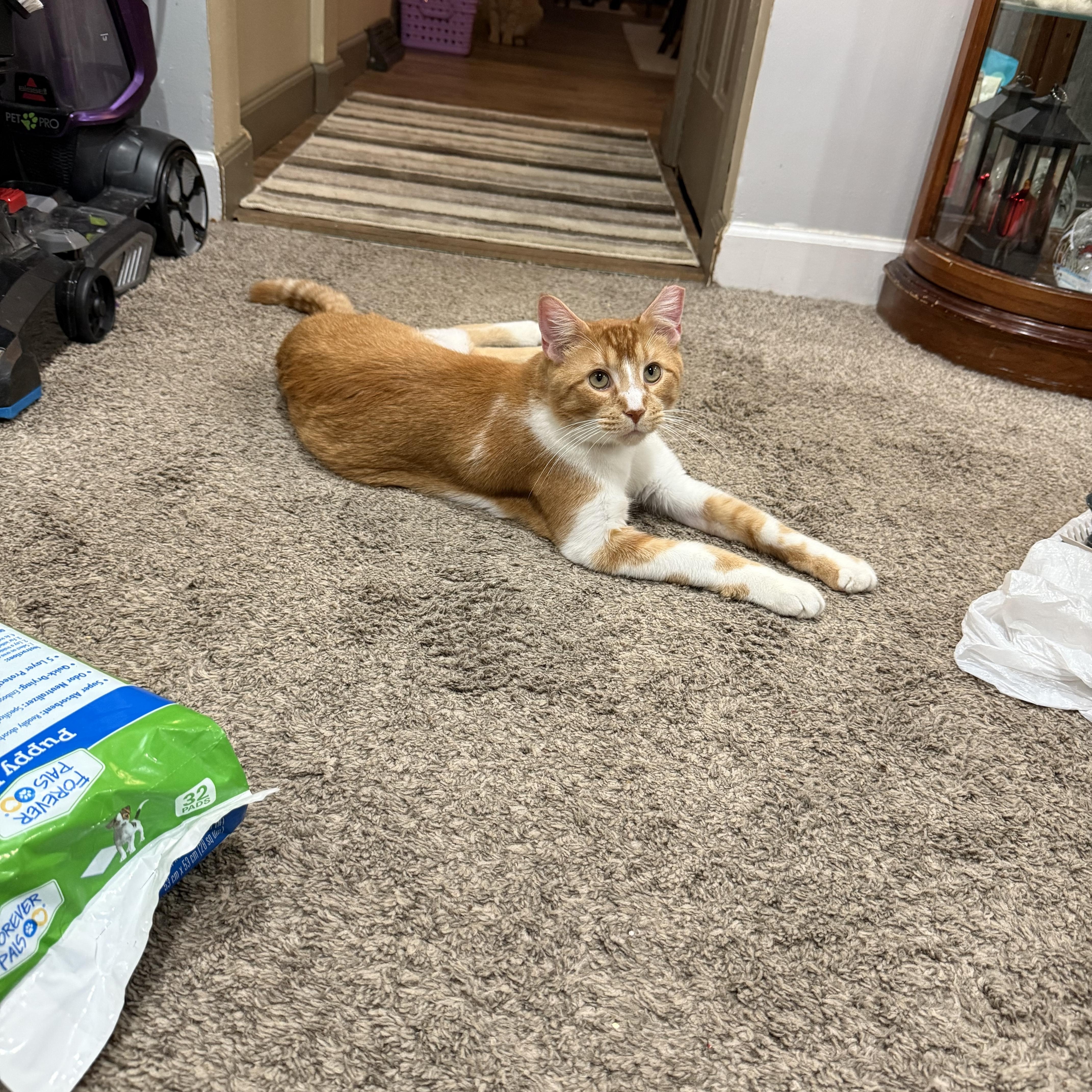 Enlarge Truman, an adoptable mixed breed in Burgettstown, PA image 6/6