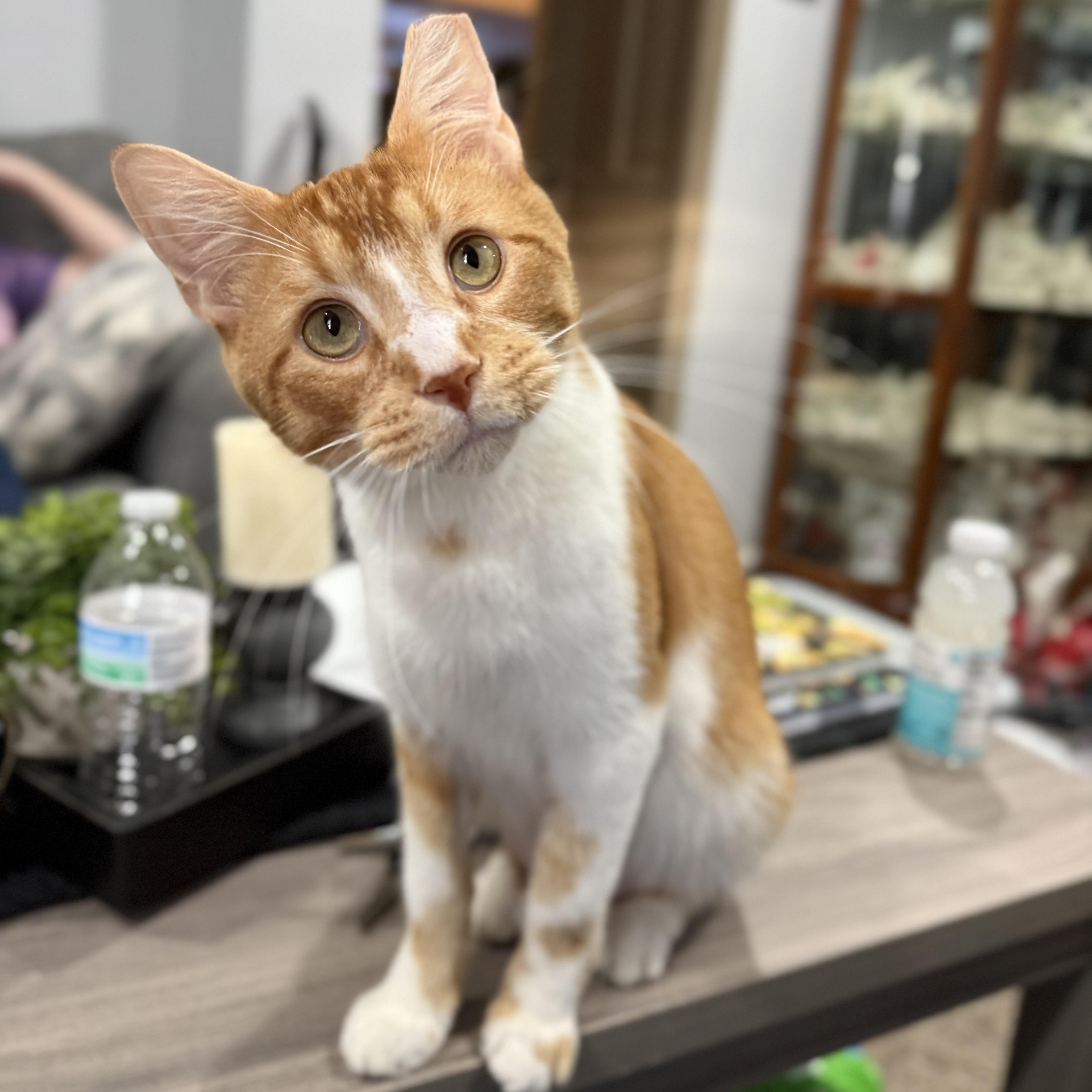 Truman, adoptable, Adult Male Domestic Short Hair.