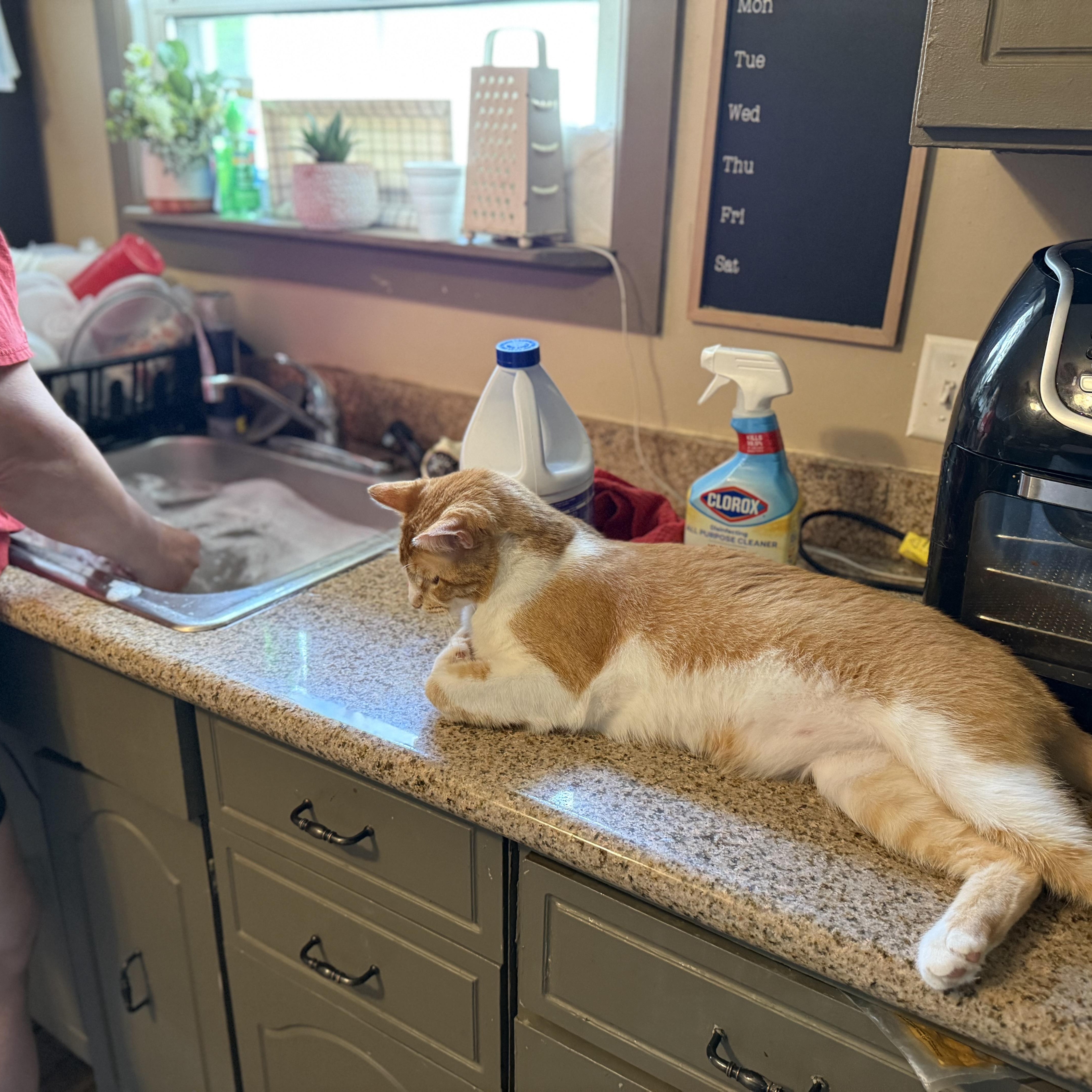 Enlarge Truman, an adoptable mixed breed in Burgettstown, PA image 4/6