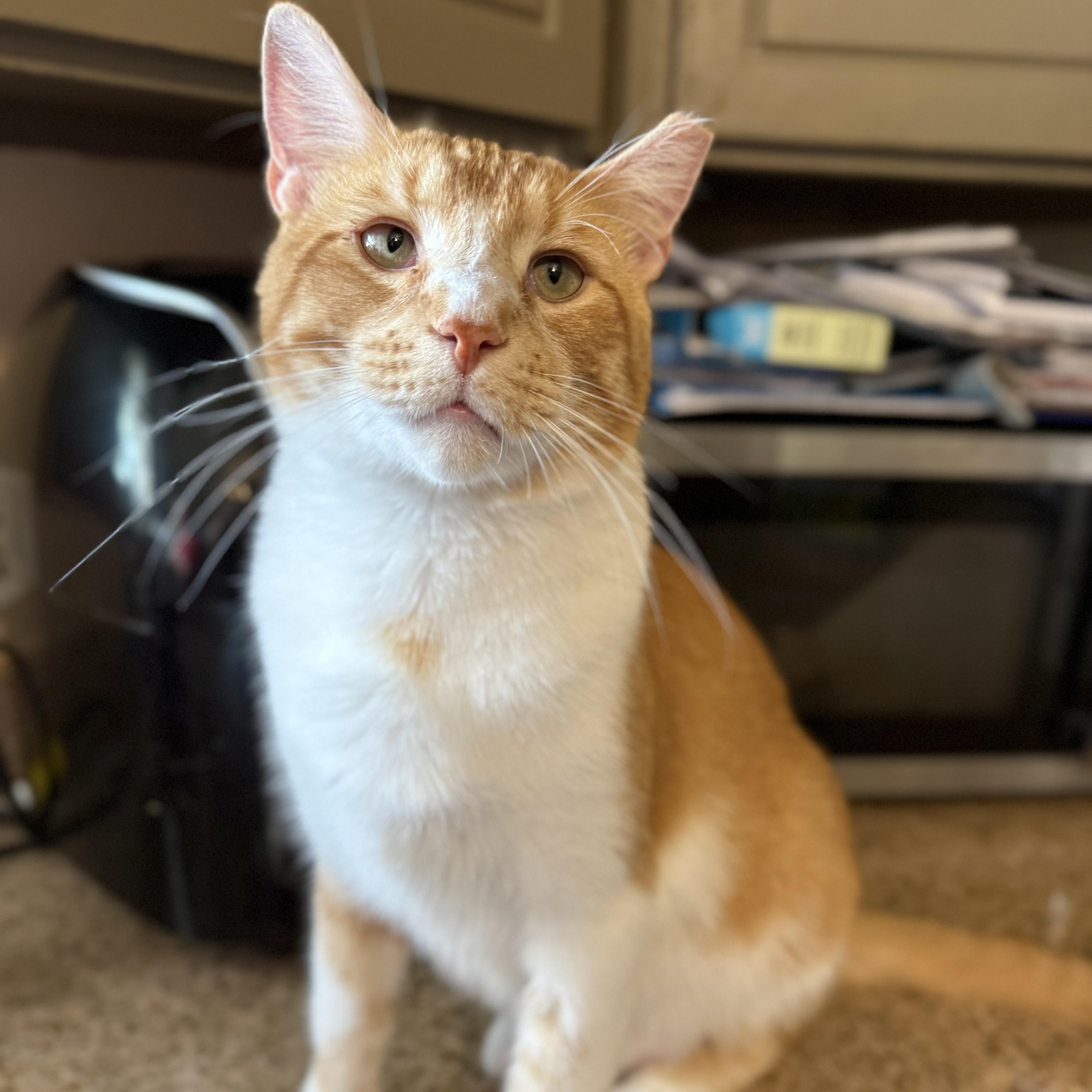 Enlarge Truman, an adoptable mixed breed in Burgettstown, PA image 5/6