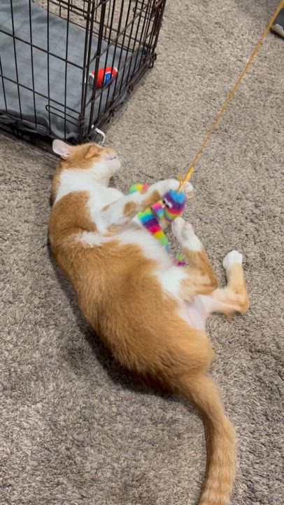 Enlarge Truman, an adoptable mixed breed in Burgettstown, PA video 2/6