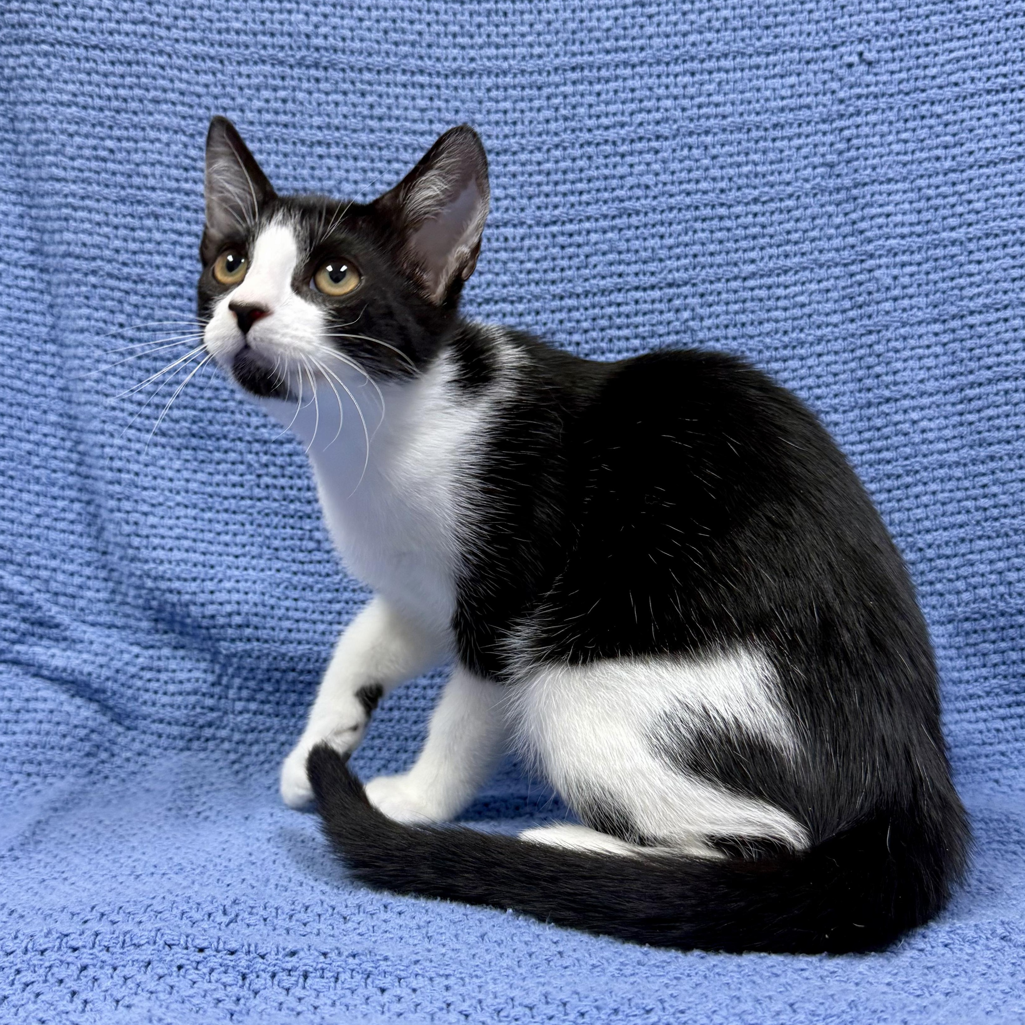 LaVelle, a ADOPTABLE Domestic Short Hair in Murphysboro, IL image 4/4