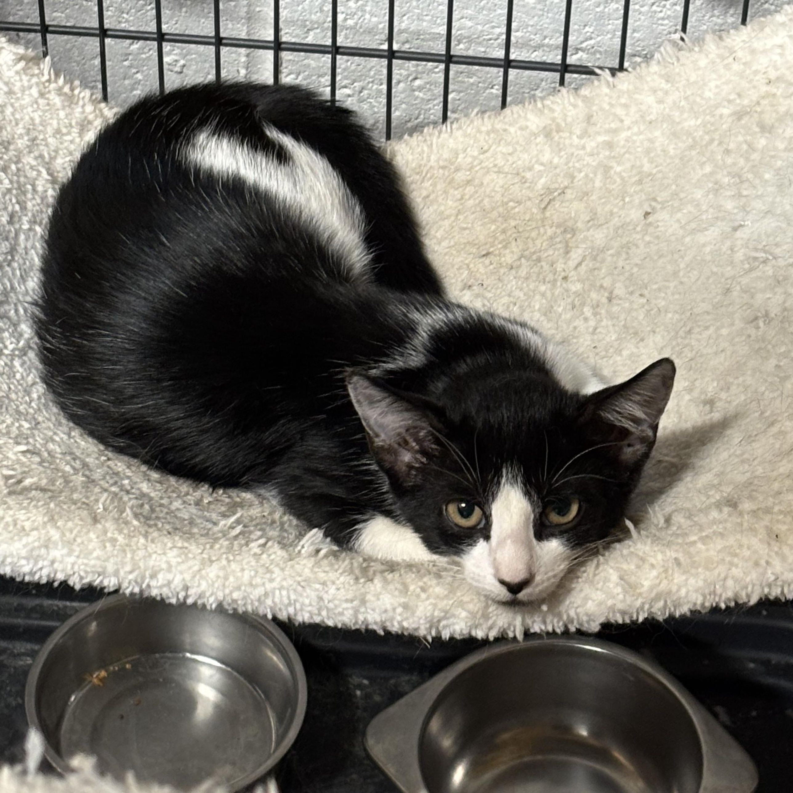 LaVelle, a ADOPTABLE Domestic Short Hair in Murphysboro, IL image 3/4