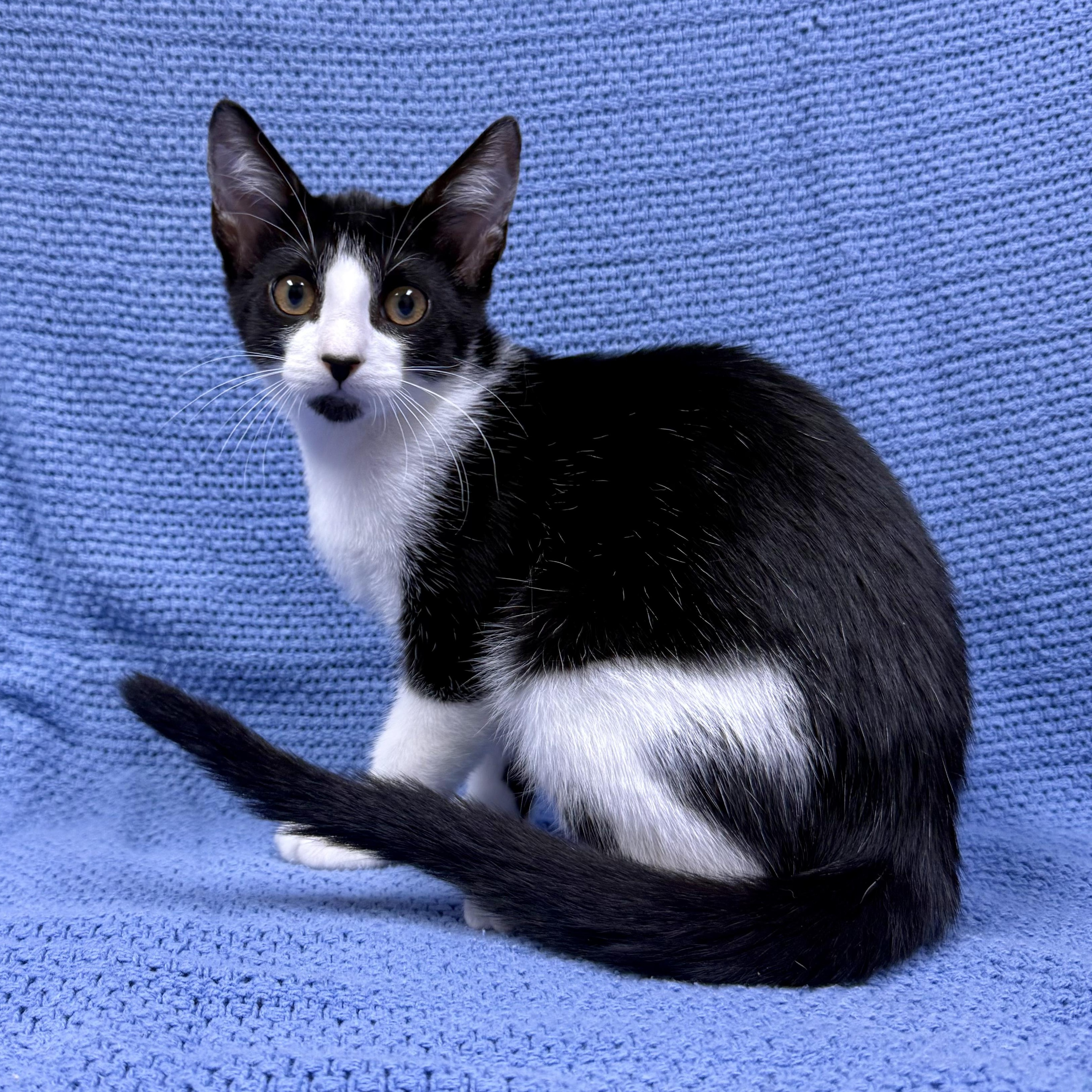 LaVelle, ADOPTABLE, Kitten Female Domestic Short Hair.