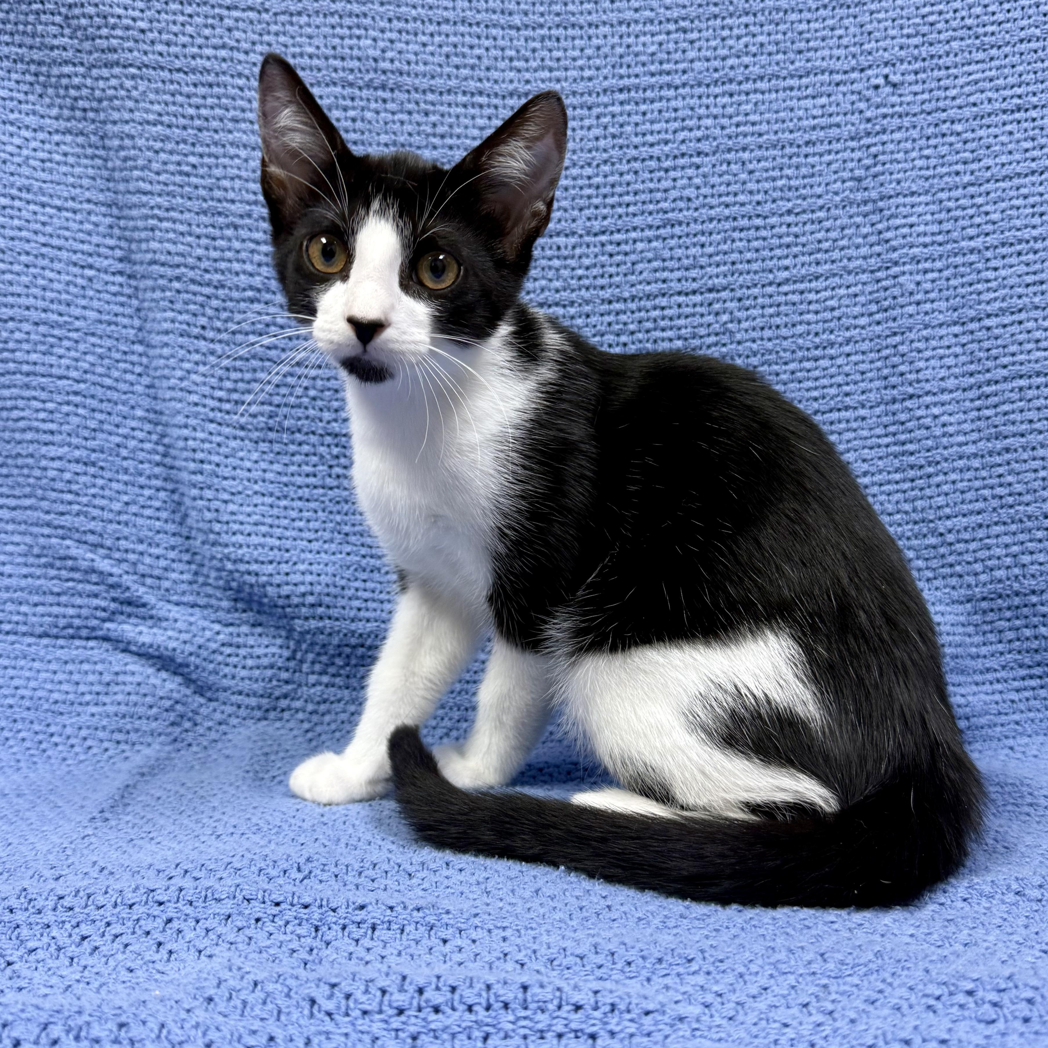 LaVelle, a ADOPTABLE Domestic Short Hair in Murphysboro, IL image 2/4