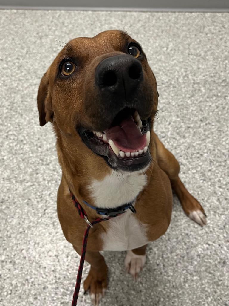 Elvis Presley, Adoptable, Young Male Hound & Mixed Breed.