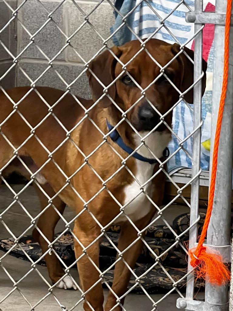 Enlarge Elvis Presley, a Adoptable mixed breed in Auburn, IN image 2/3