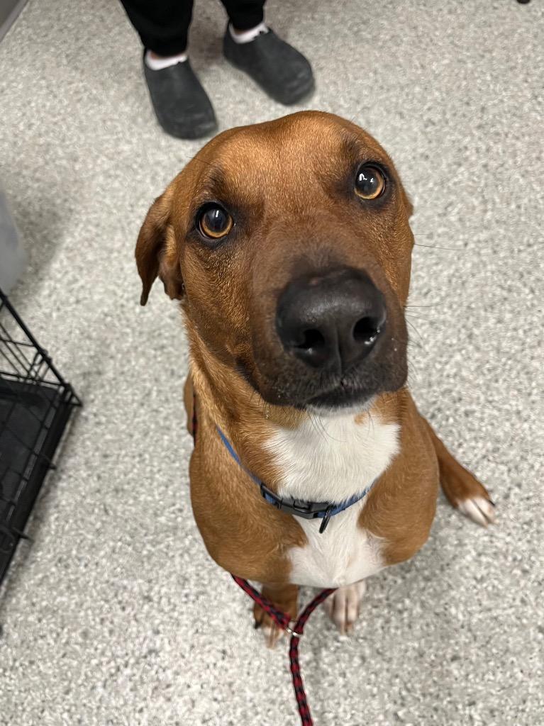 Enlarge Elvis Presley, a Adoptable mixed breed in Auburn, IN image 3/3