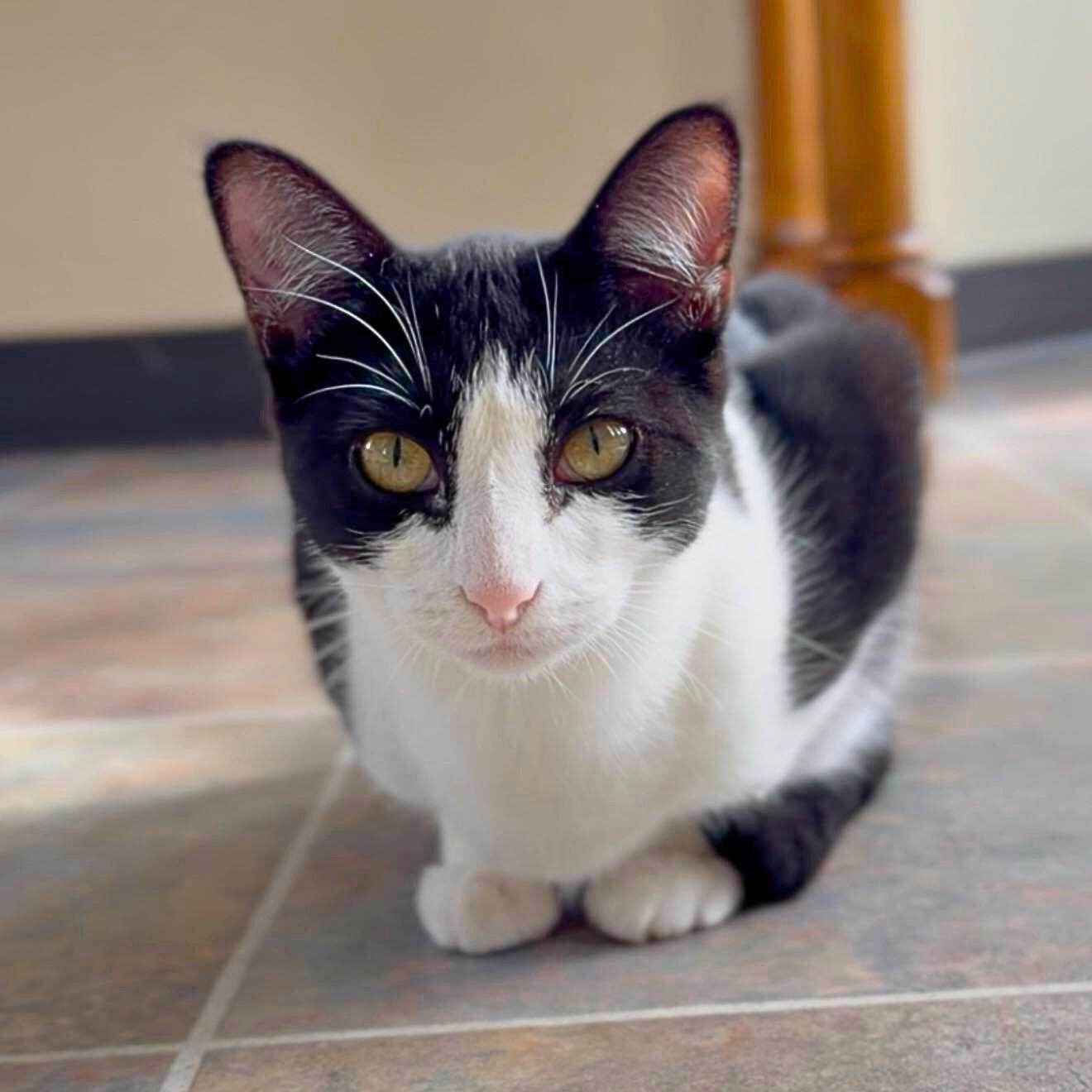 Enlarge Meowchi, a Adoptable Domestic Short Hair in Ridgway, CO image 6/6