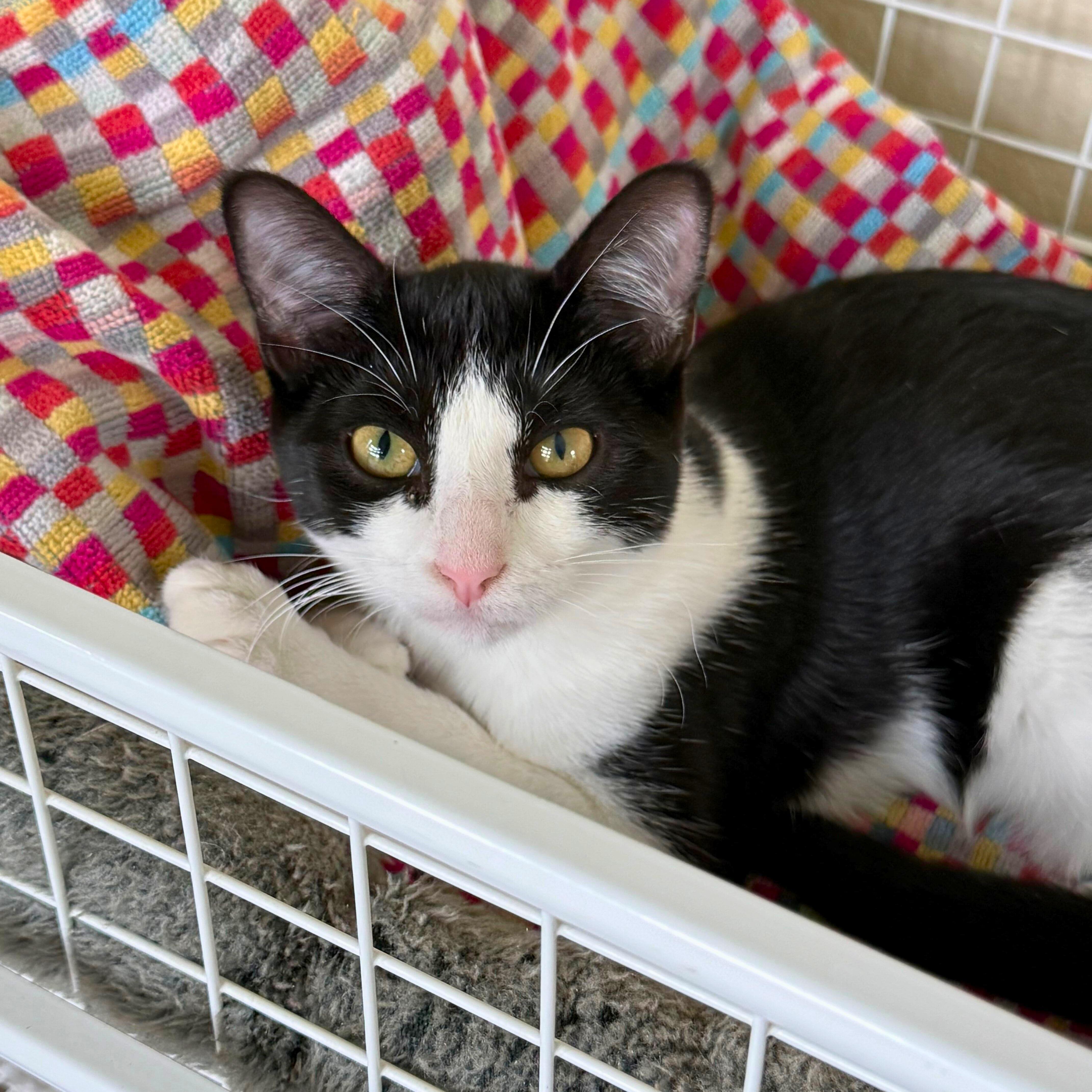 Meowchi, Adoptable, Kitten Female Domestic Short Hair.