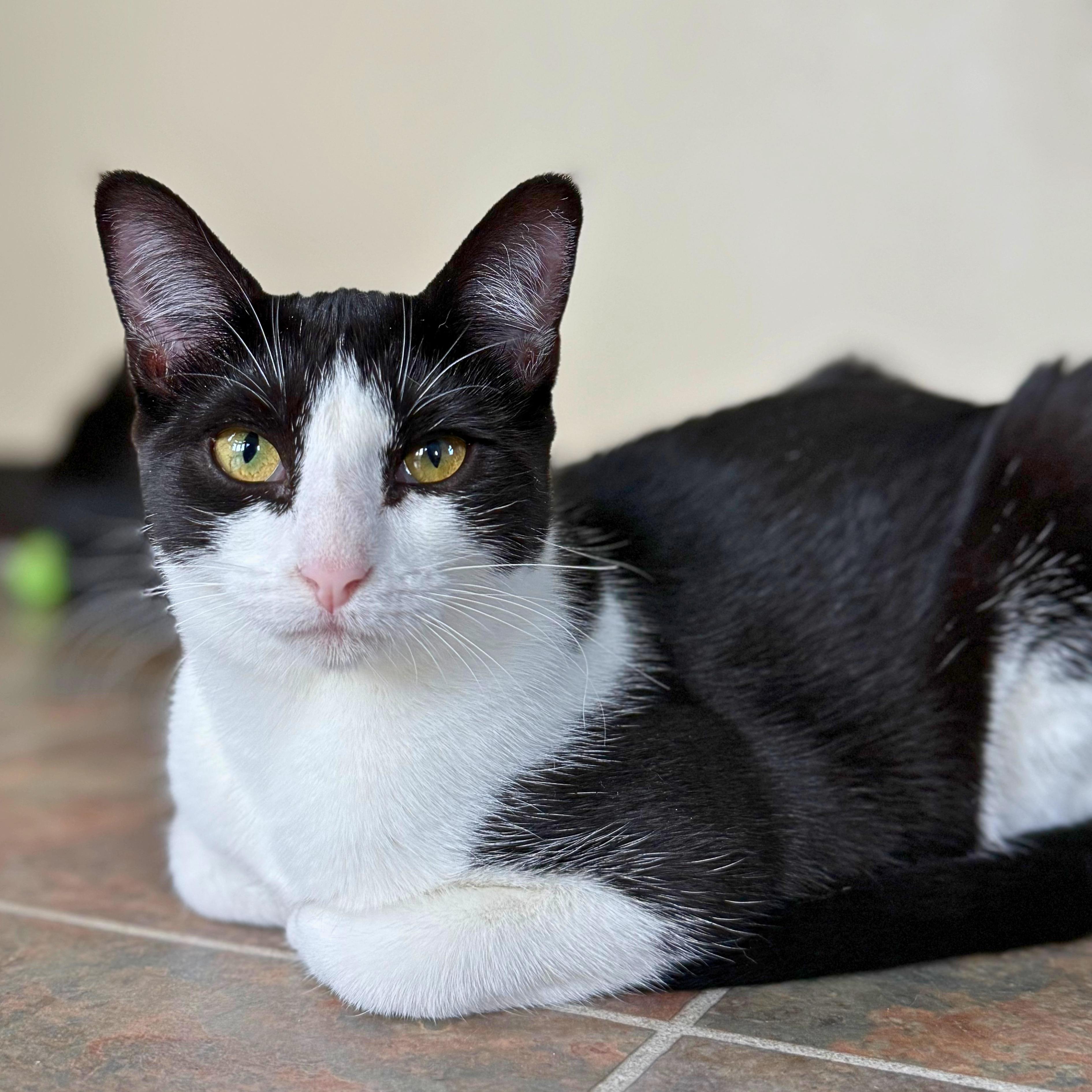 Meowchi, Adoptable, Kitten Female Domestic Short Hair.