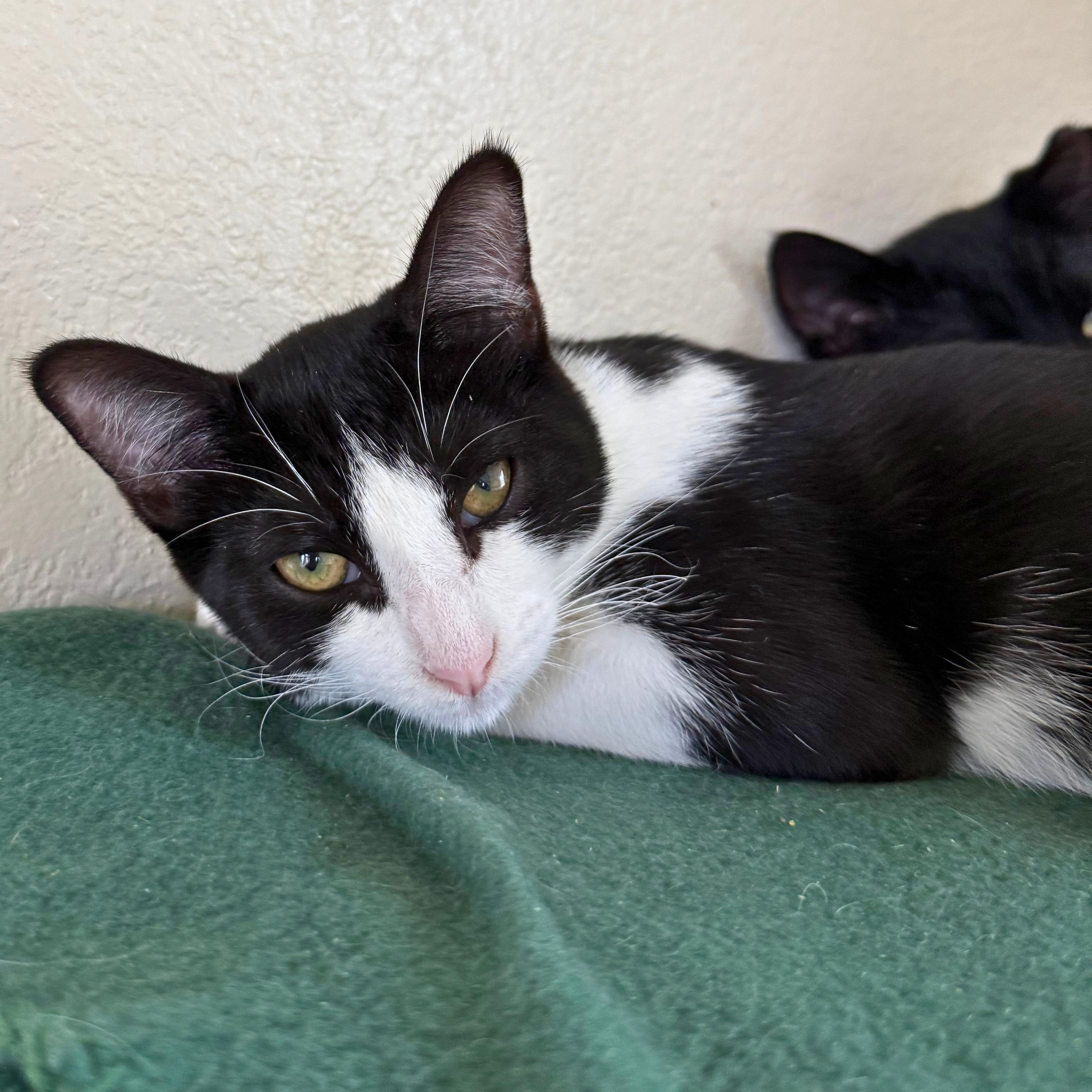 Meowchi, adoptable, Kitten Female Domestic Short Hair.
