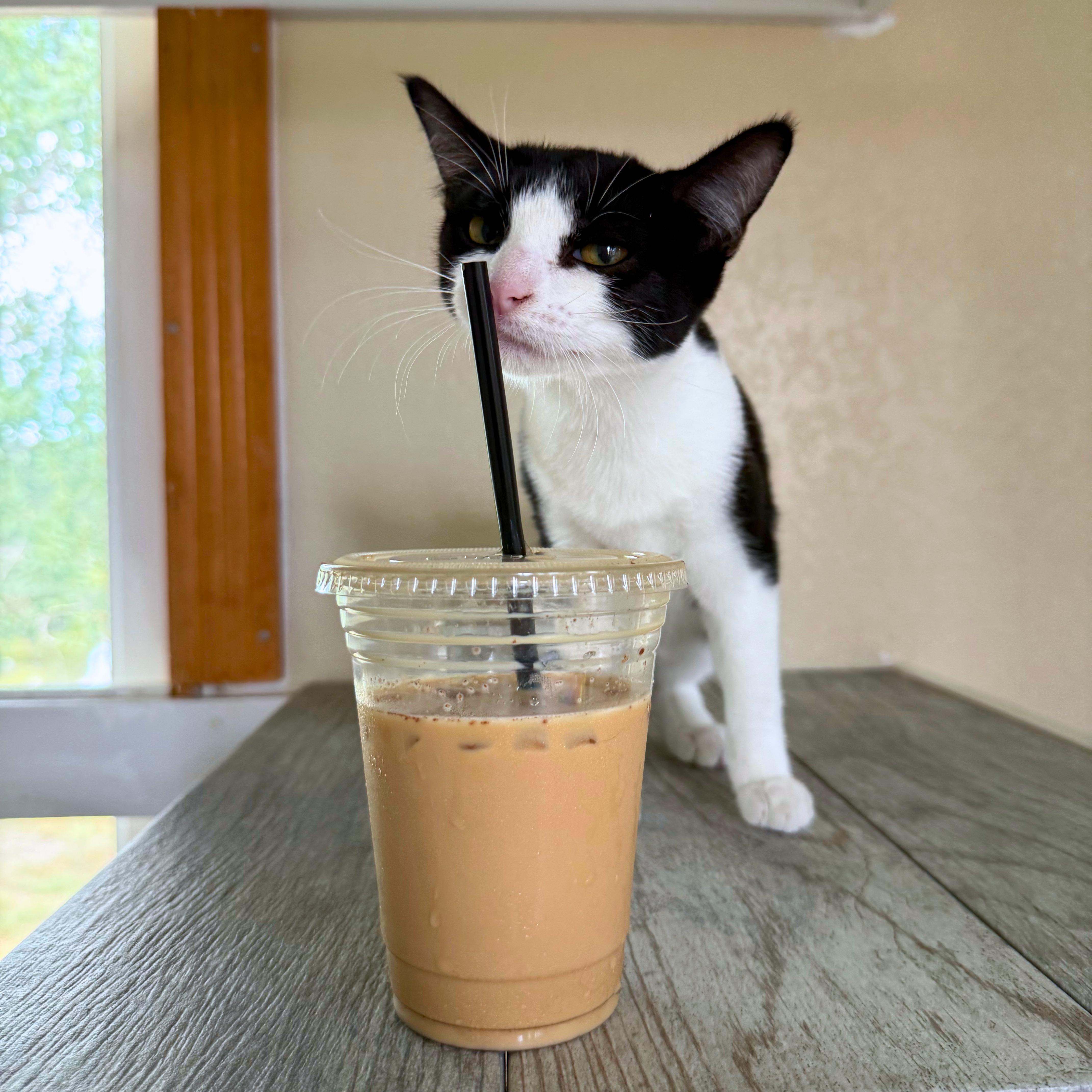 Meowchi, an adoptable Domestic Short Hair in Ridgway, CO image 2/5
