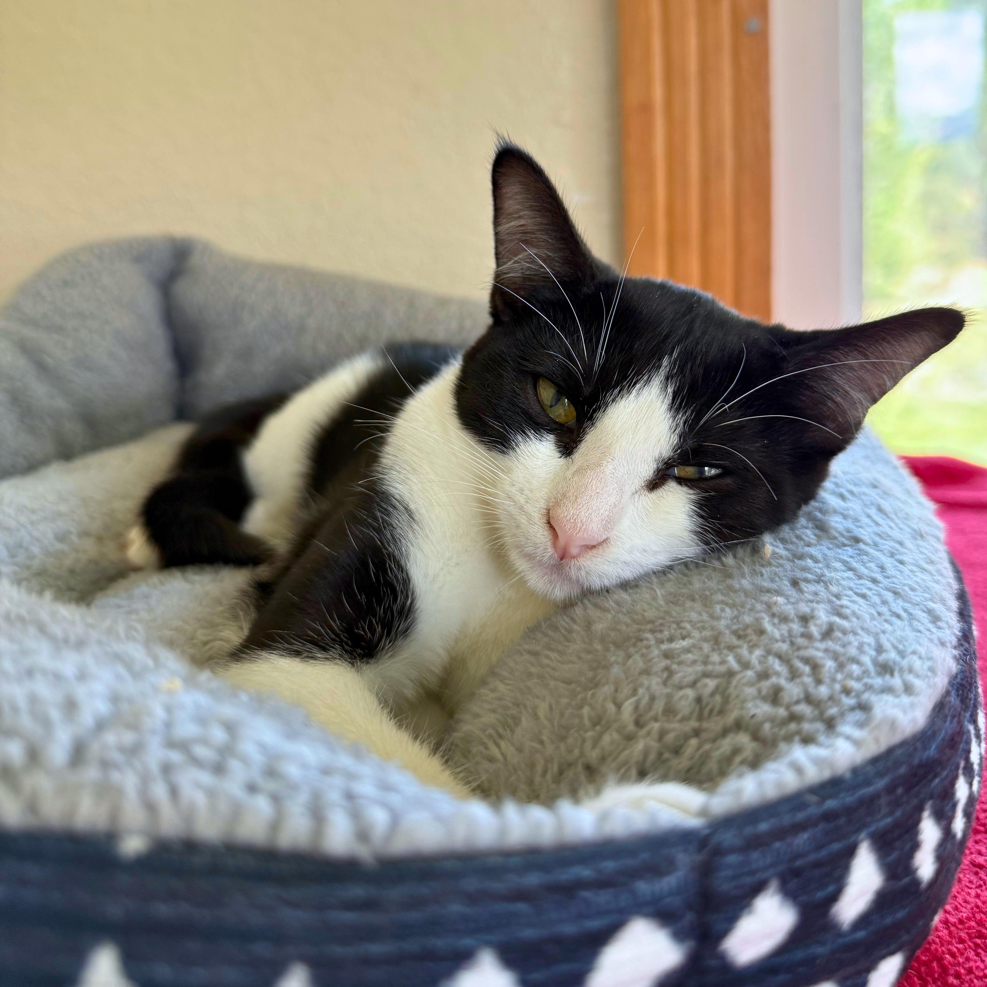 Meowchi, an adoptable Domestic Short Hair in Ridgway, CO image 3/5
