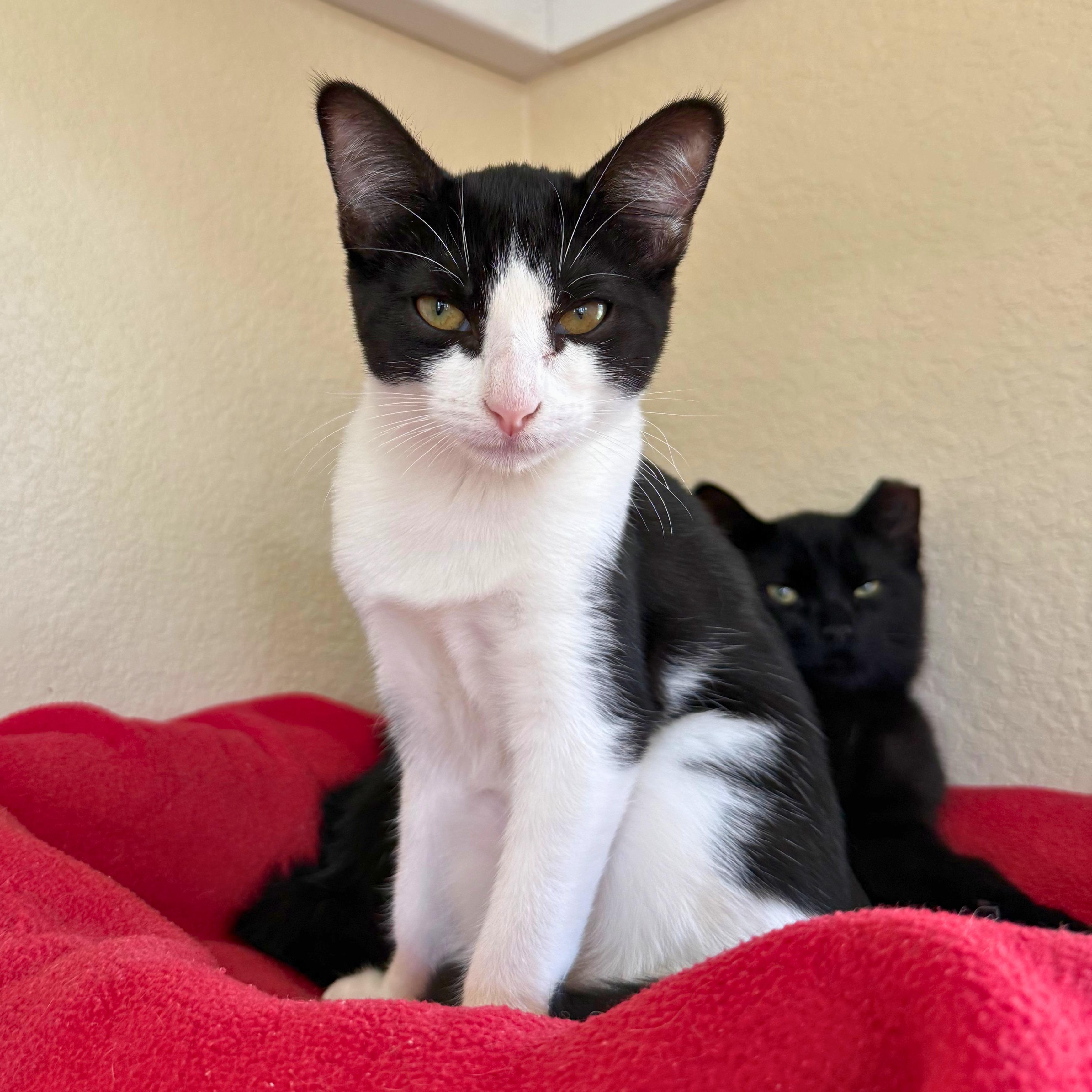 Meowchi, an adoptable Domestic Short Hair in Ridgway, CO image 4/5