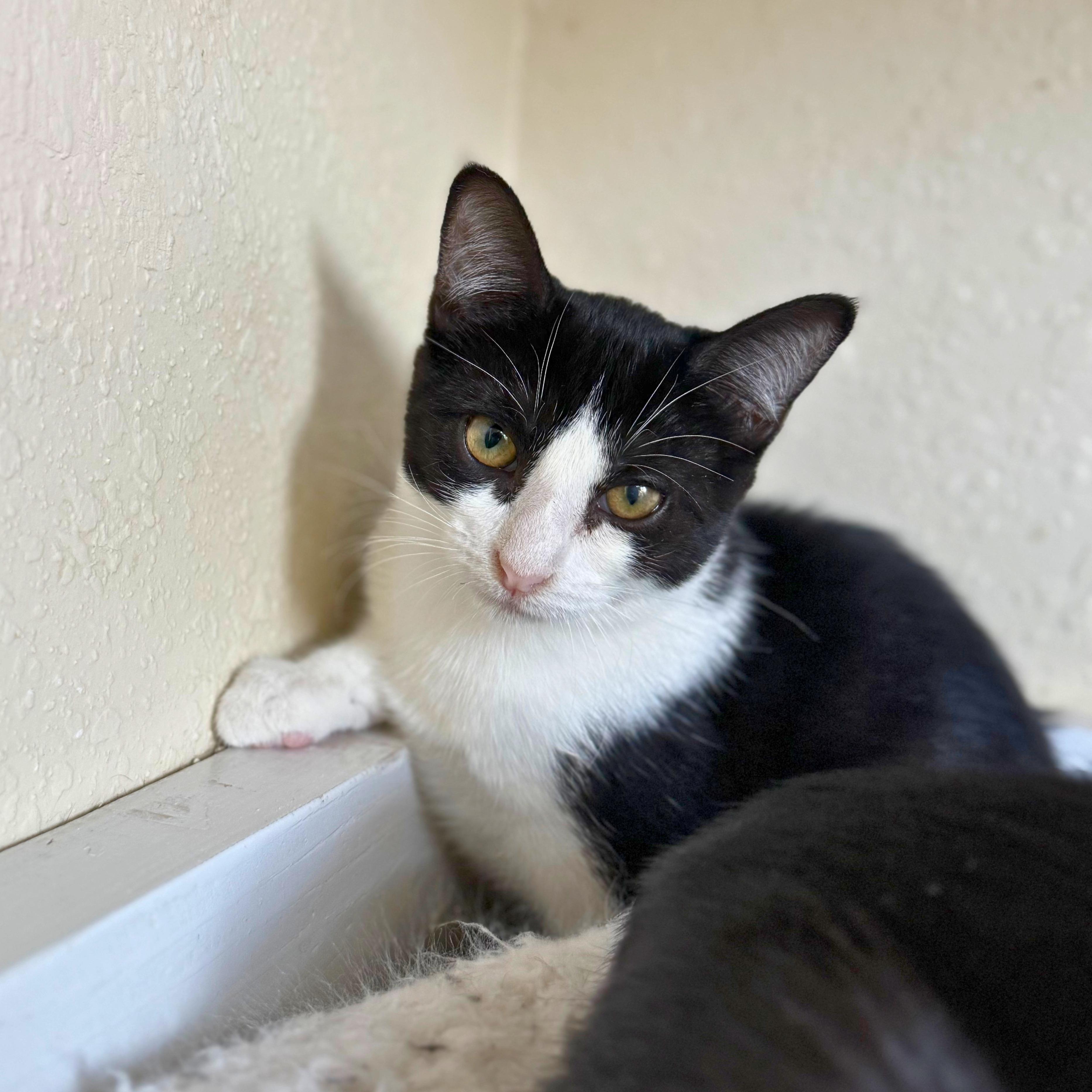 Meowchi, an adoptable Domestic Short Hair in Ridgway, CO image 5/5