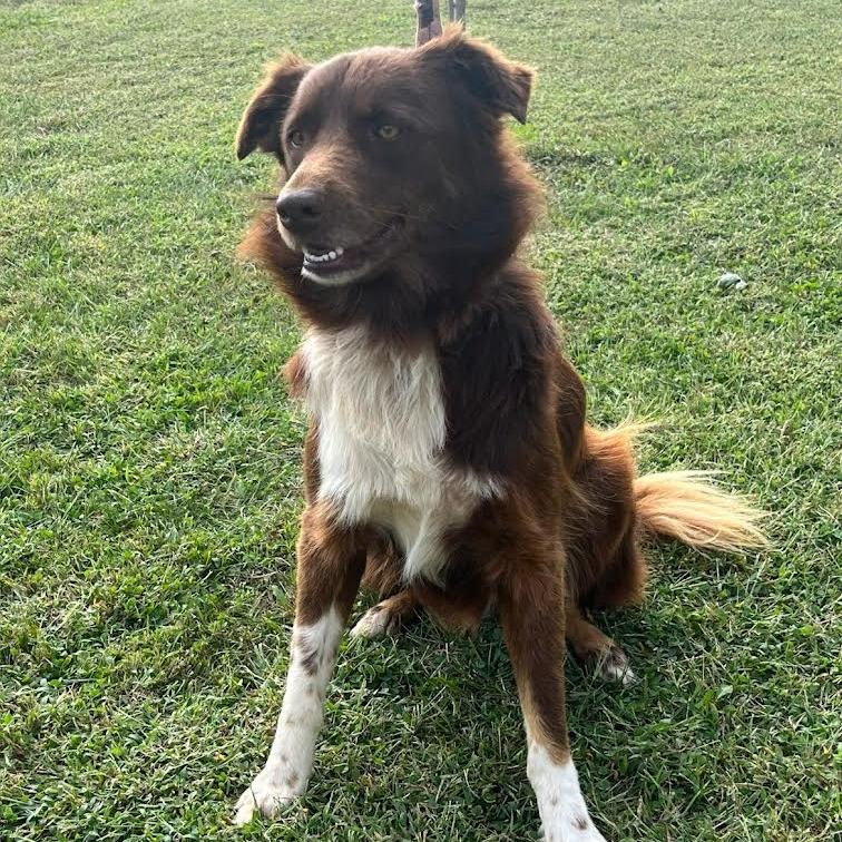 Rio, Adoptable, Adult Male Australian Shepherd.