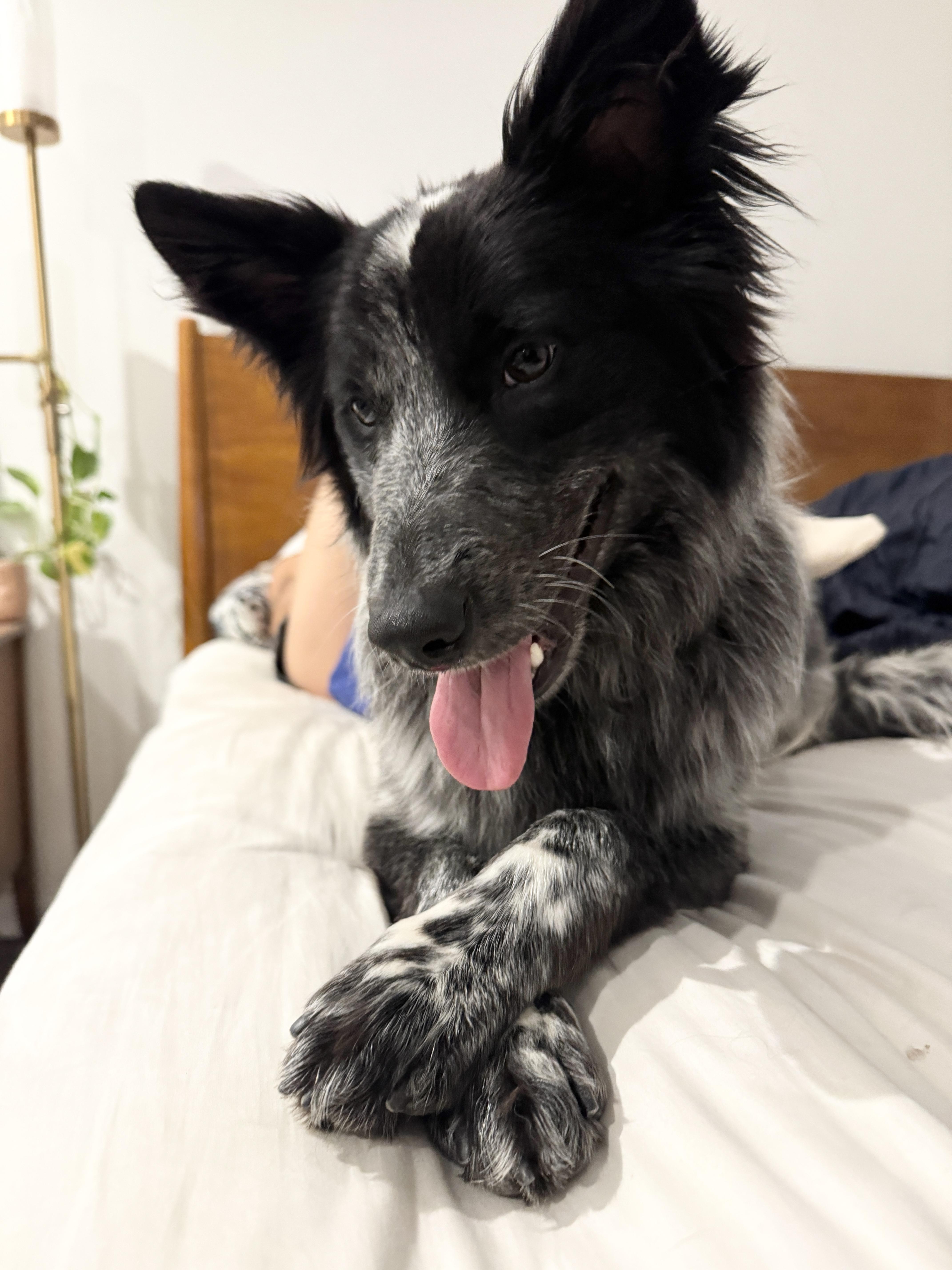 RYDER, Adoptable, Young Male Border Collie & Australian Cattle Dog / Blue Heeler.