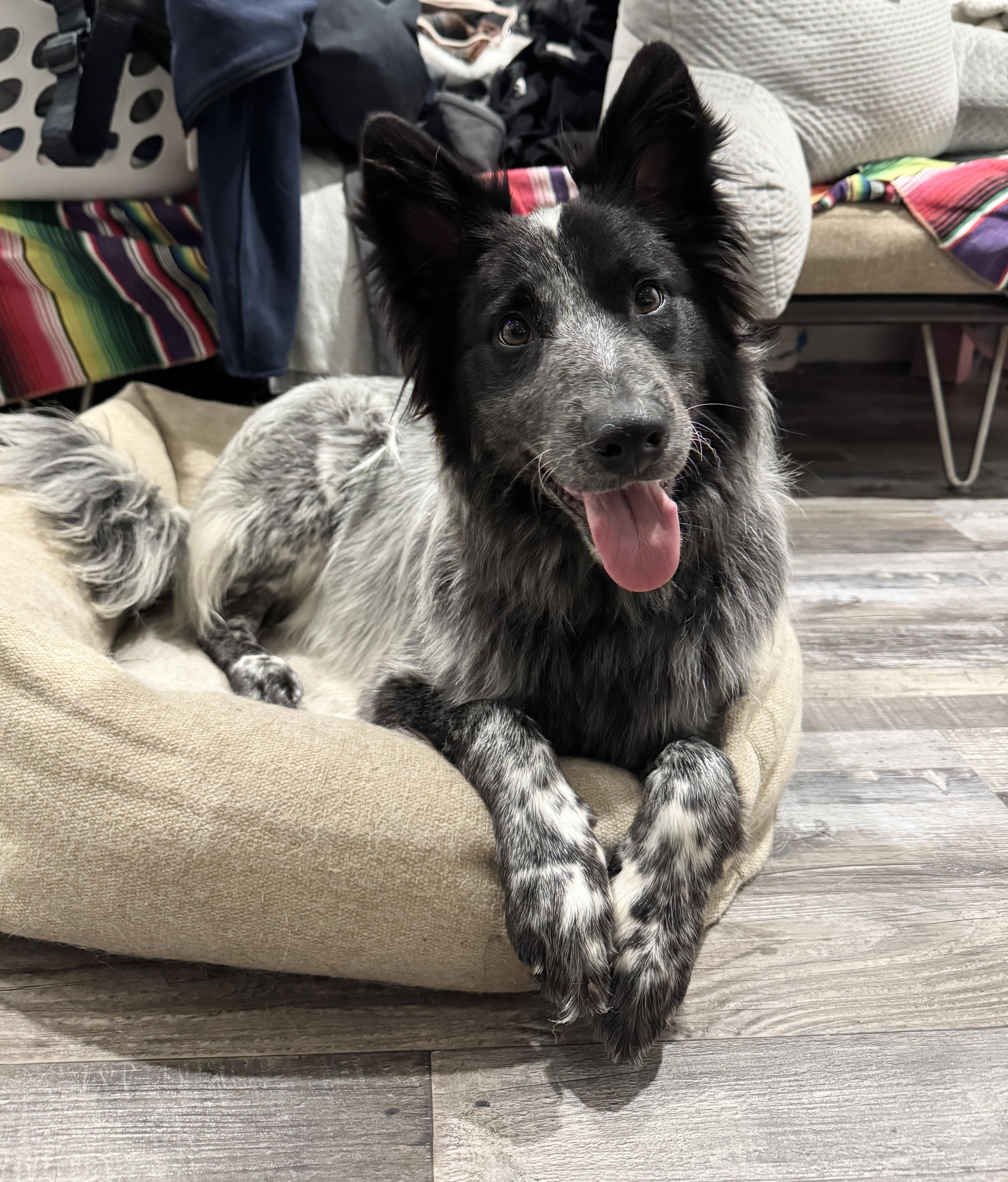 Enlarge RYDER, a Adoptable mixed breed in Sherman Oaks, CA image 2/6