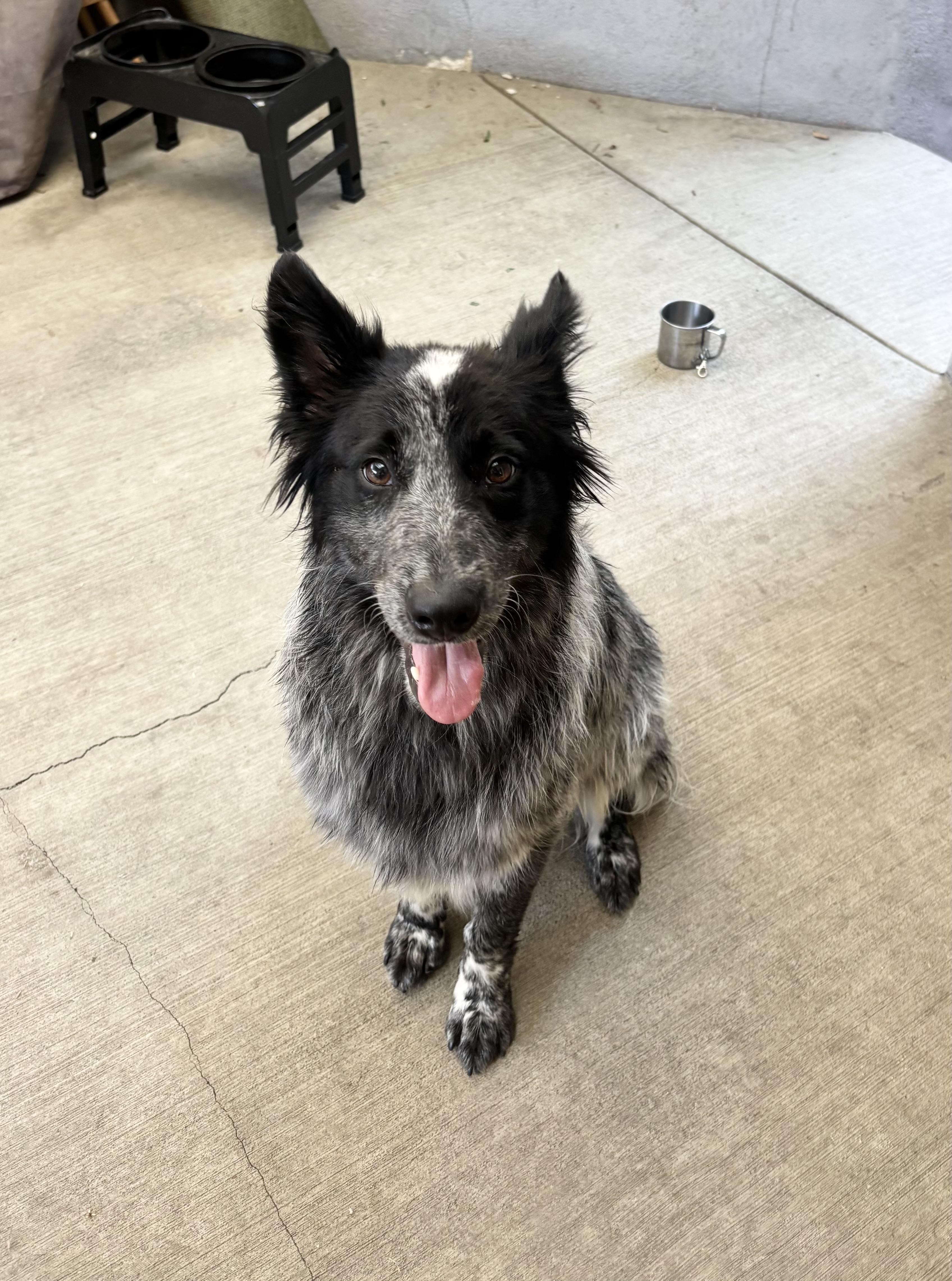 Enlarge RYDER, a Adoptable mixed breed in Sherman Oaks, CA image 3/6