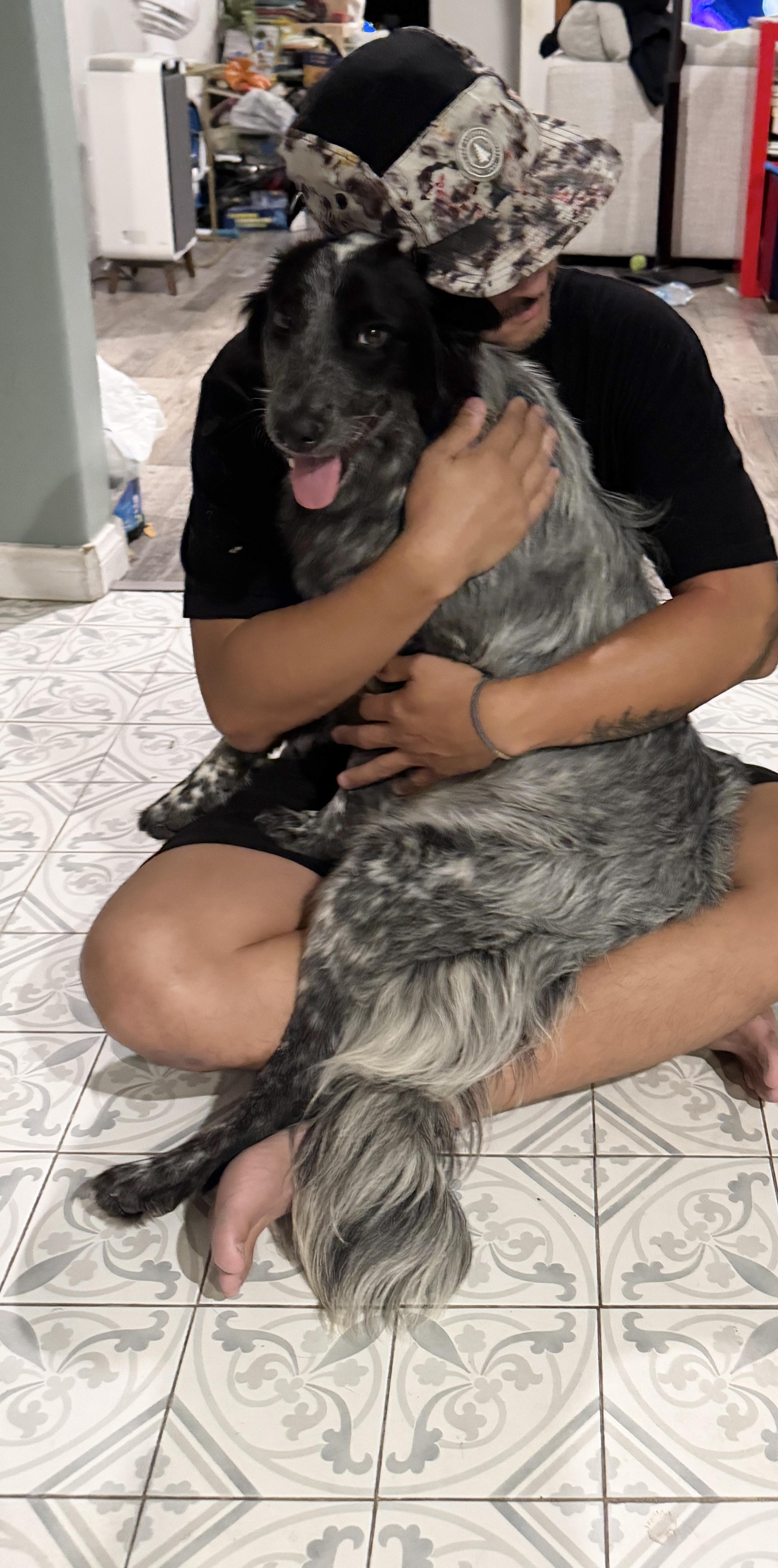 Enlarge RYDER, a Adoptable mixed breed in Sherman Oaks, CA image 4/6