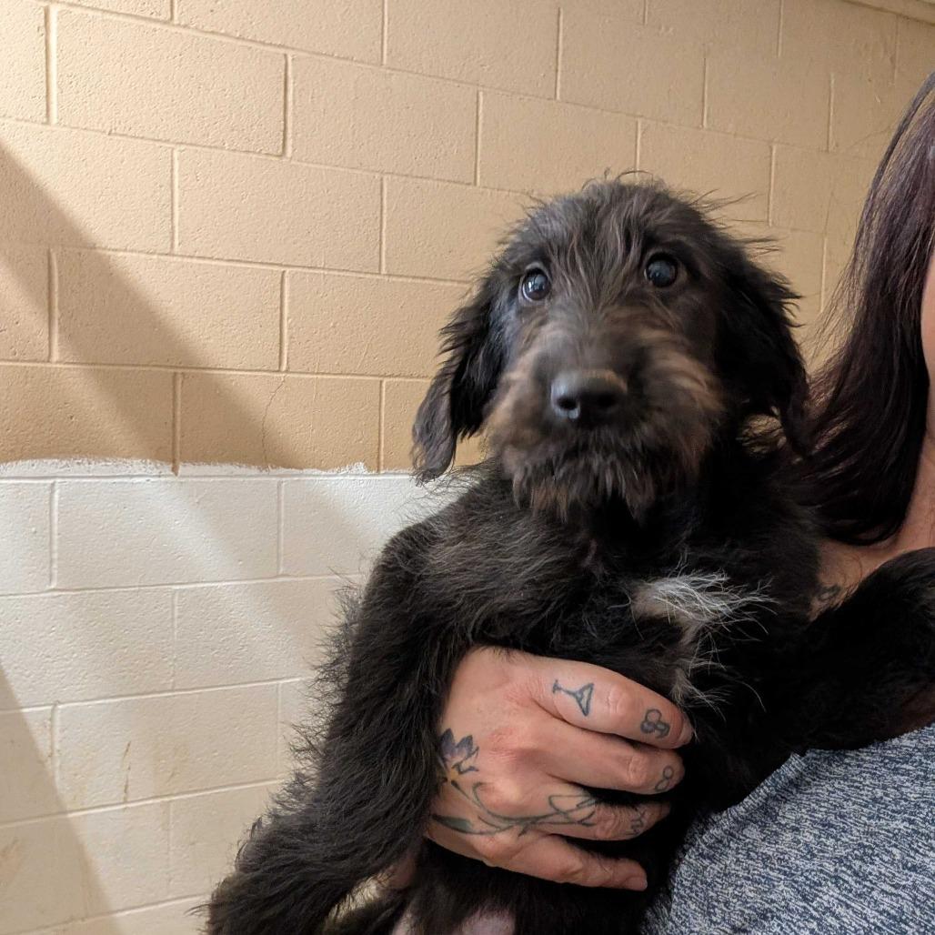 Cremini, Adoptable, Puppy Male Catahoula Leopard Dog.