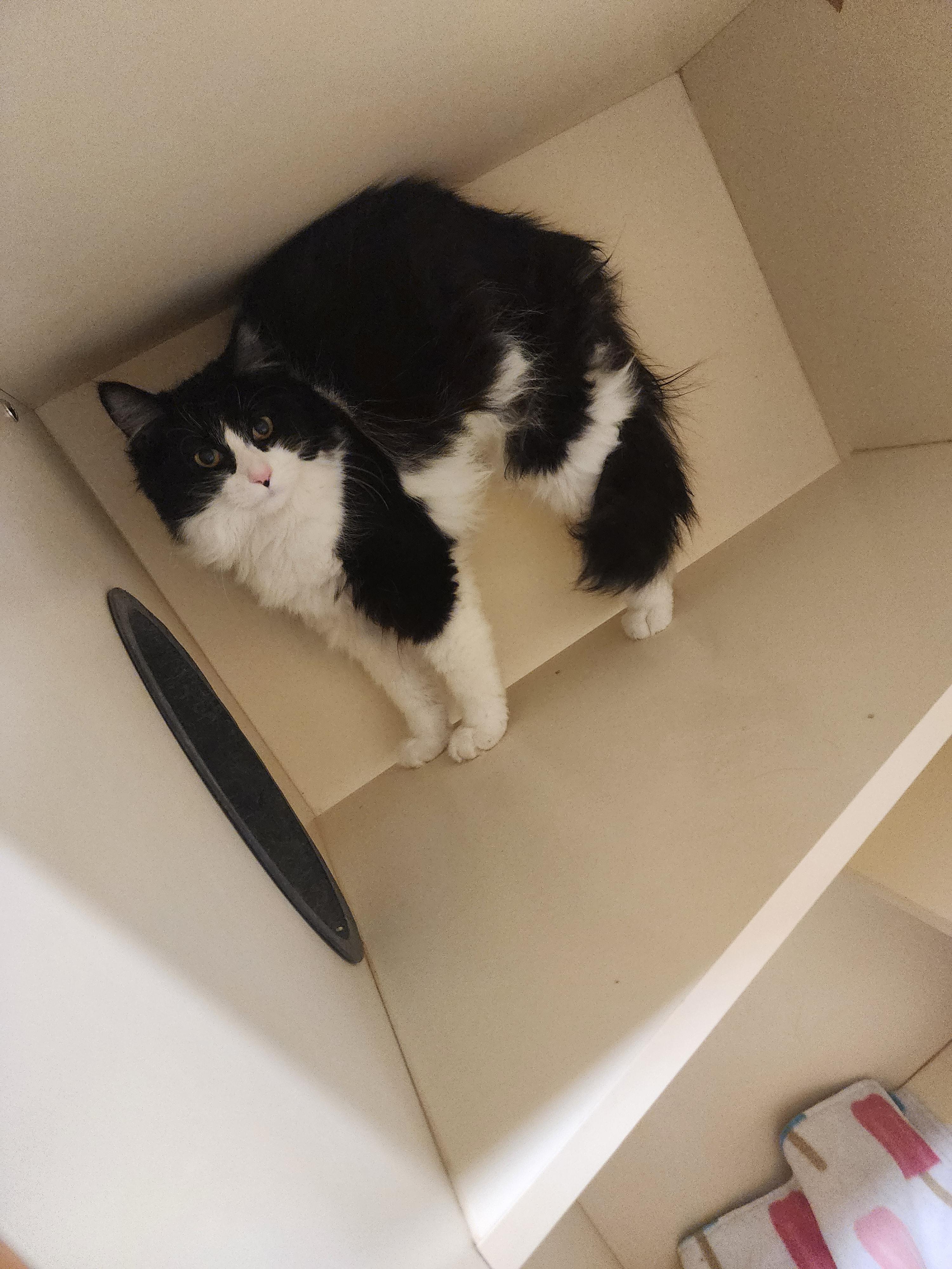 SB25-36, ADOPTABLE, Young Female Domestic Long Hair.